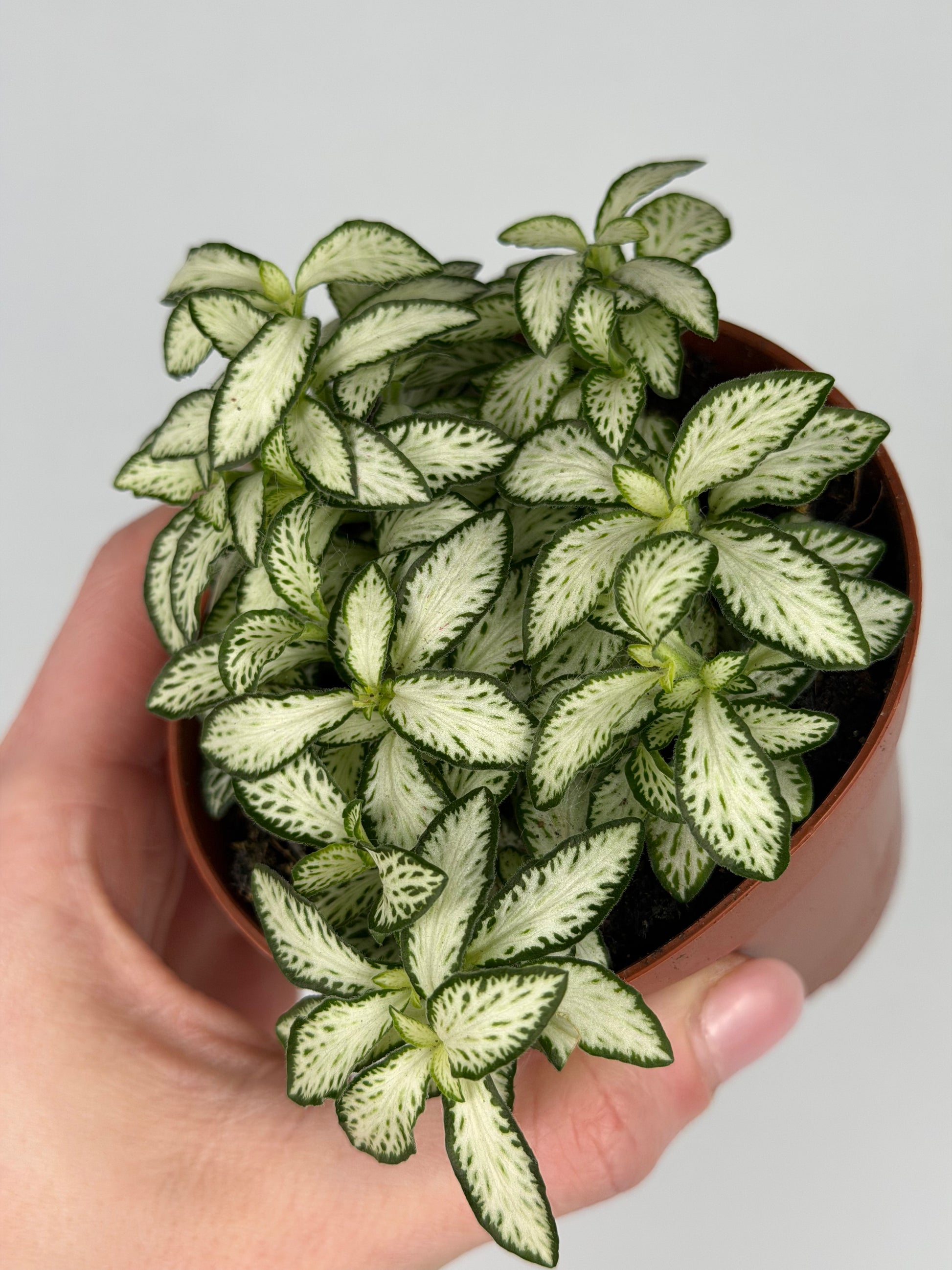 Fittonia 'White Forest Flame' Fittonia Tropical Corner