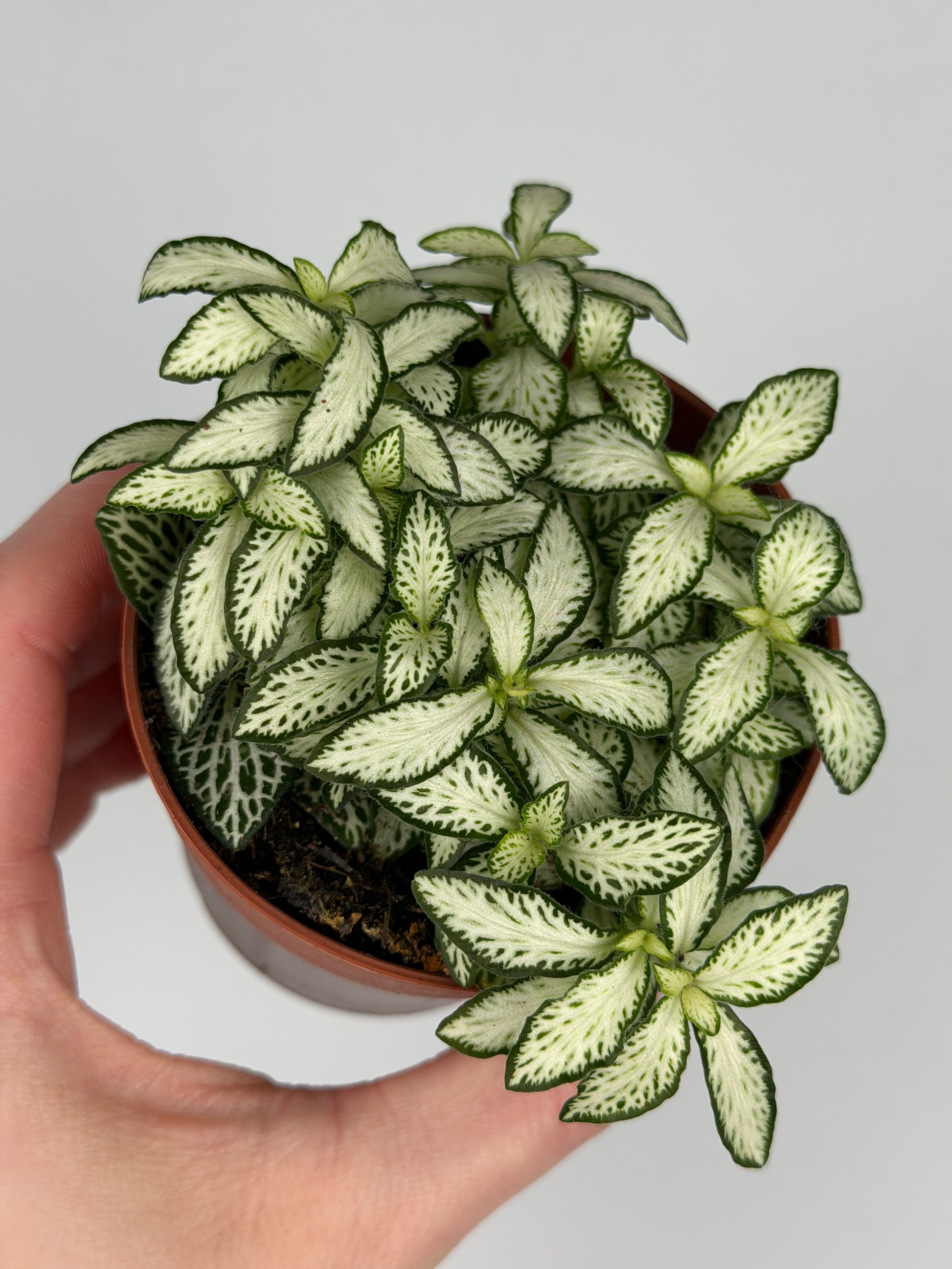 Fittonia 'White Forest Flame' Fittonia Tropical Corner