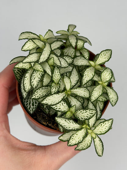 Fittonia 'White Forest Flame' Fittonia Tropical Corner