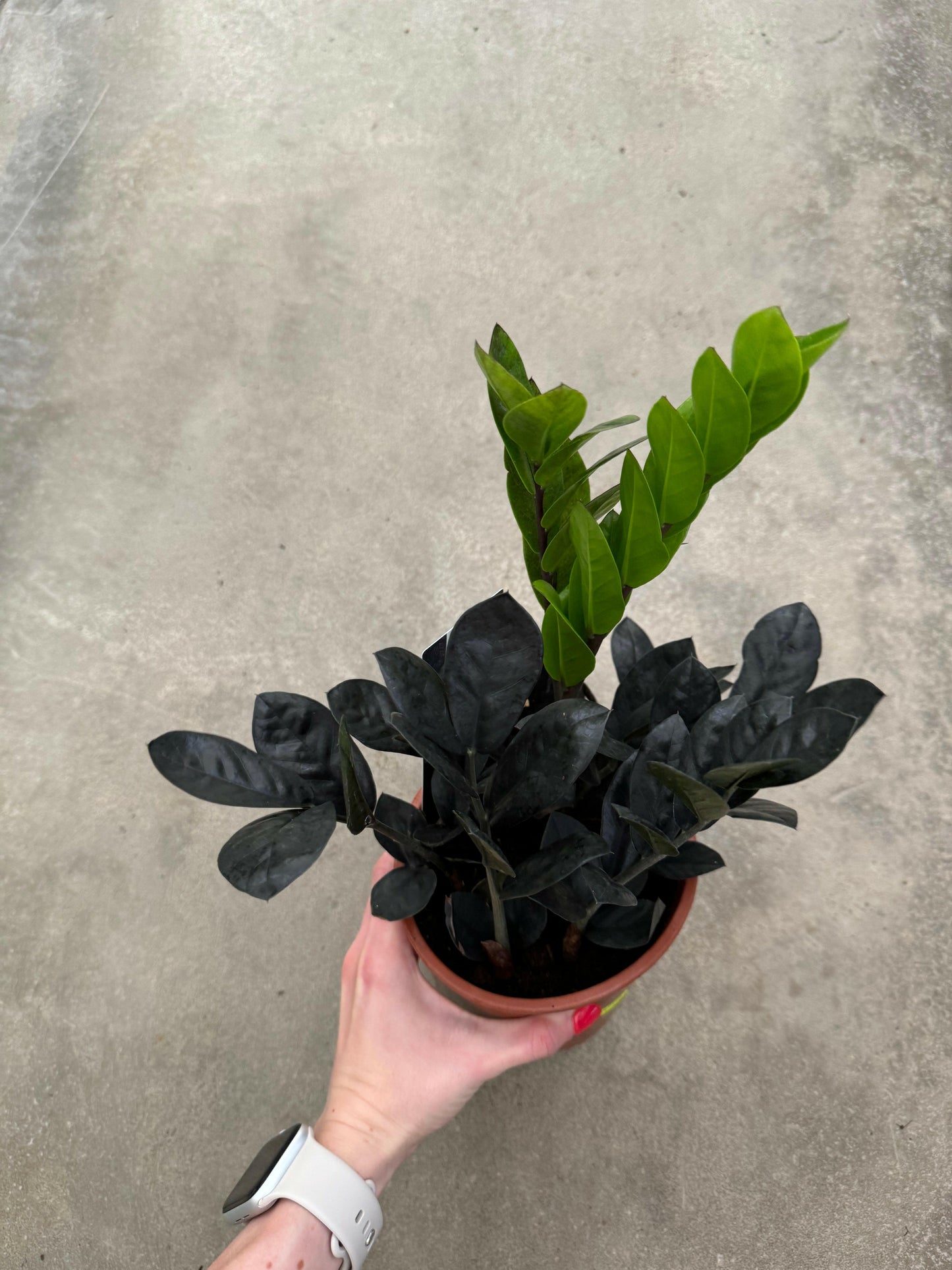 Zamioculcas “Black Raven”