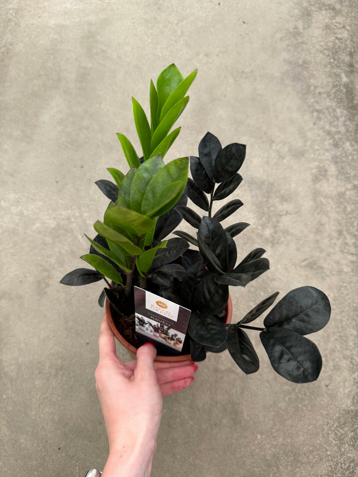 Zamioculcas “Black Raven”