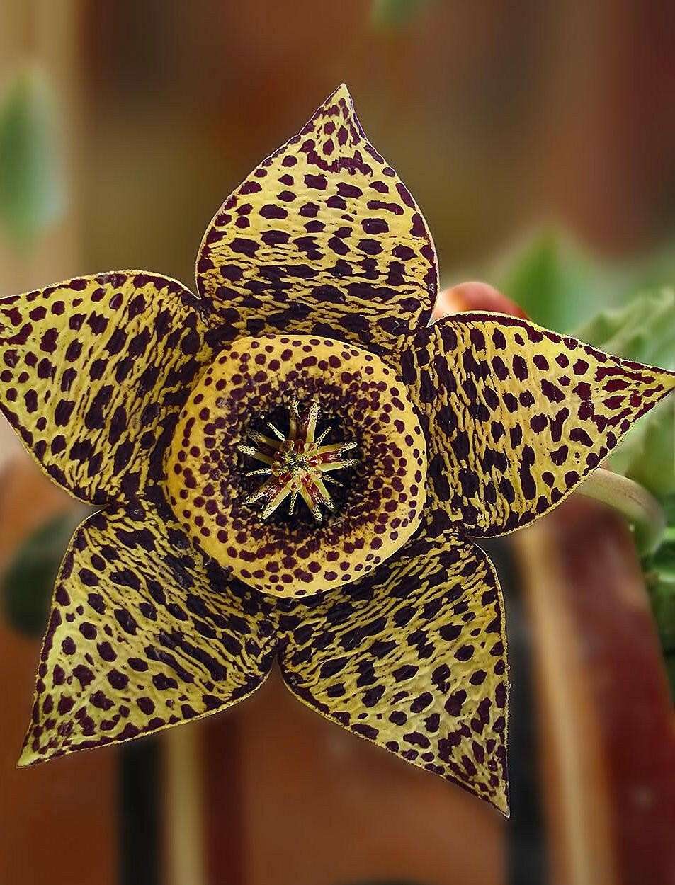 Stapelia Huernia “Variegata”