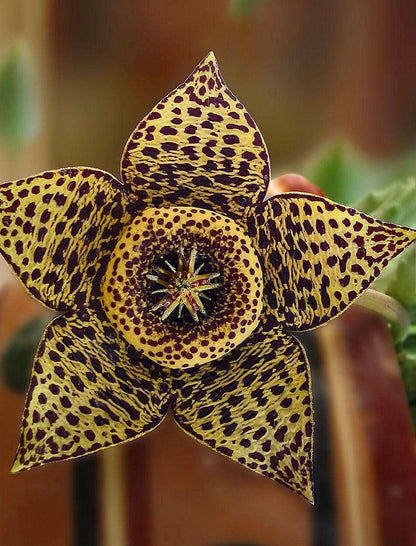 Stapelia Huernia “Variegata”