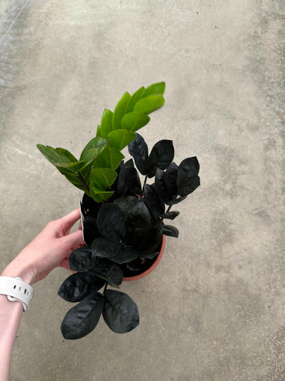 Zamioculcas “Black Raven”