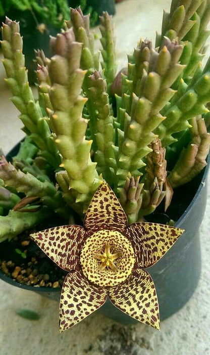 Stapelia “Variegata”