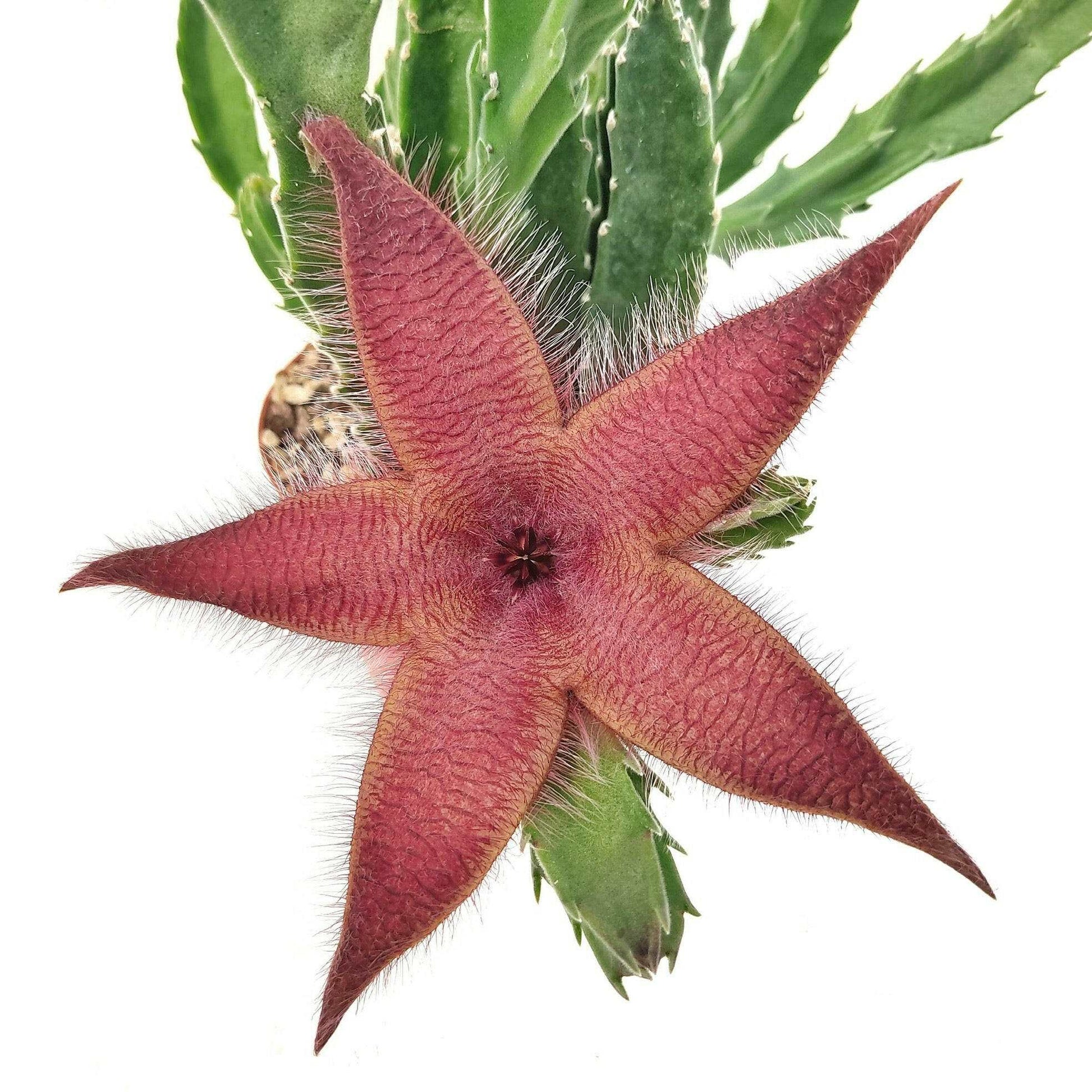 Stapelia Hirsuta