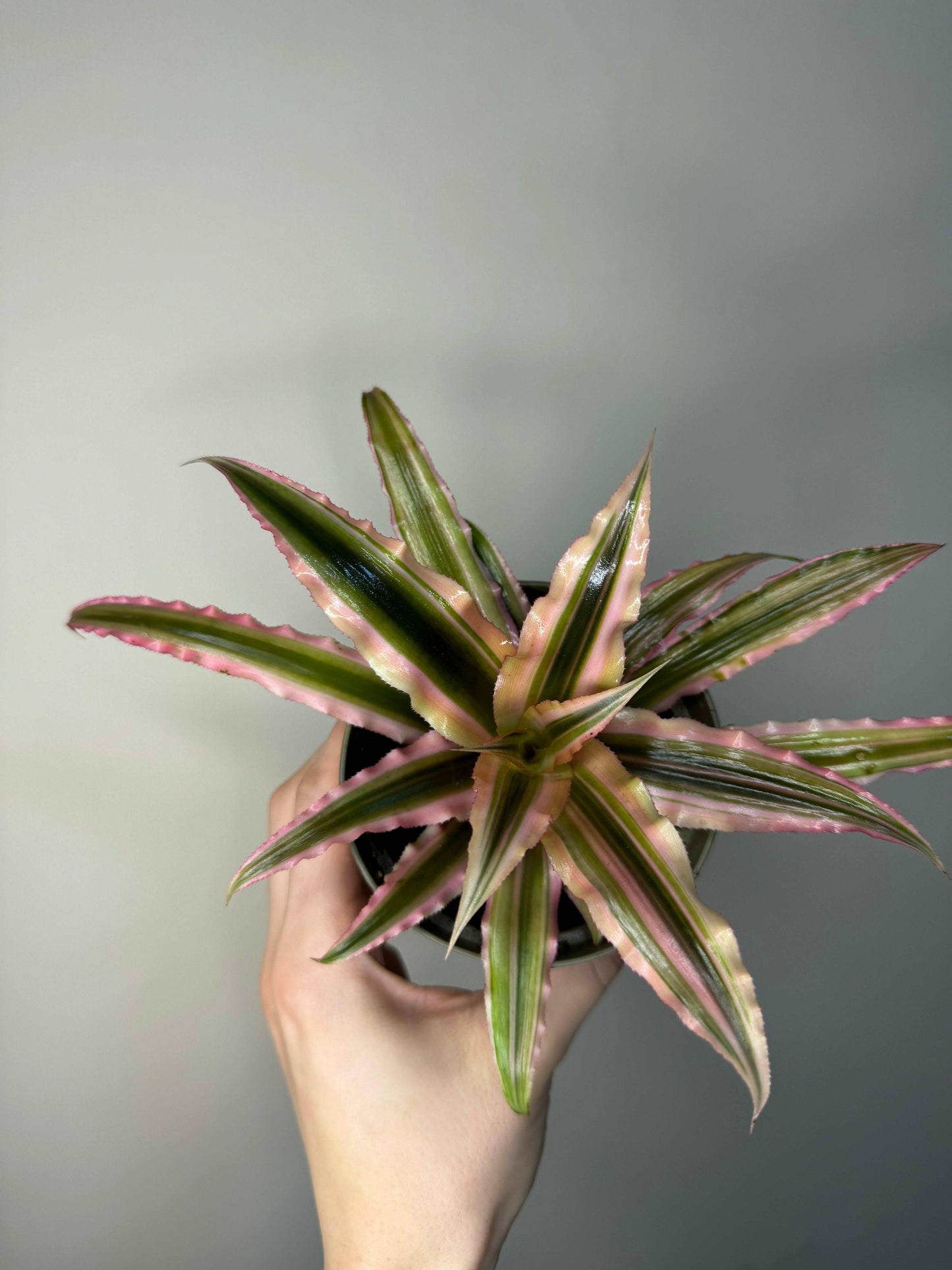 Cryptanthus Bivittatus “Pink Starlight”