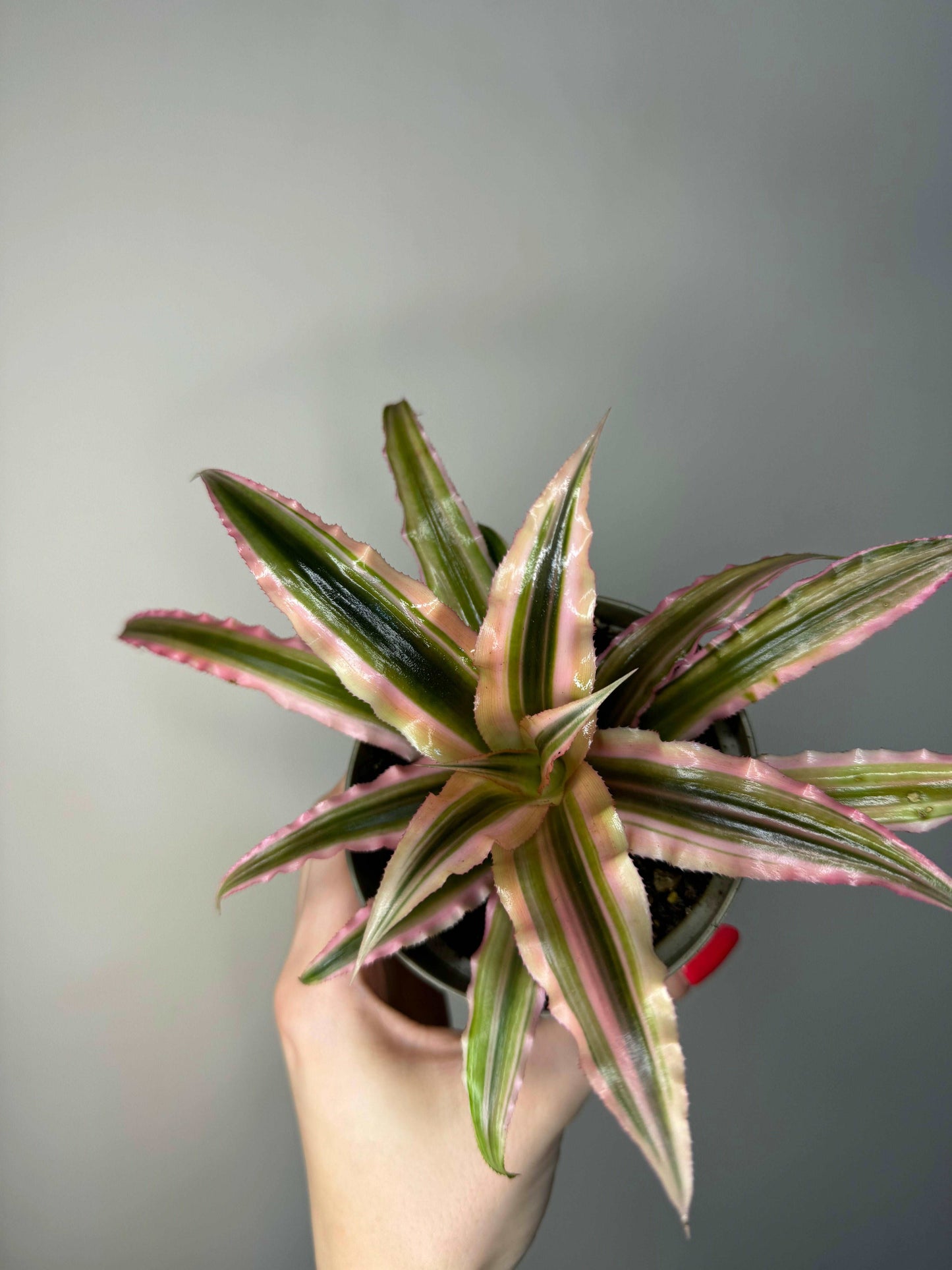 Cryptanthus Bivittatus “Pink Starlight”