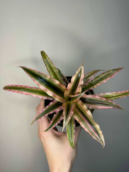 Cryptanthus Bivittatus “Pink Starlight”