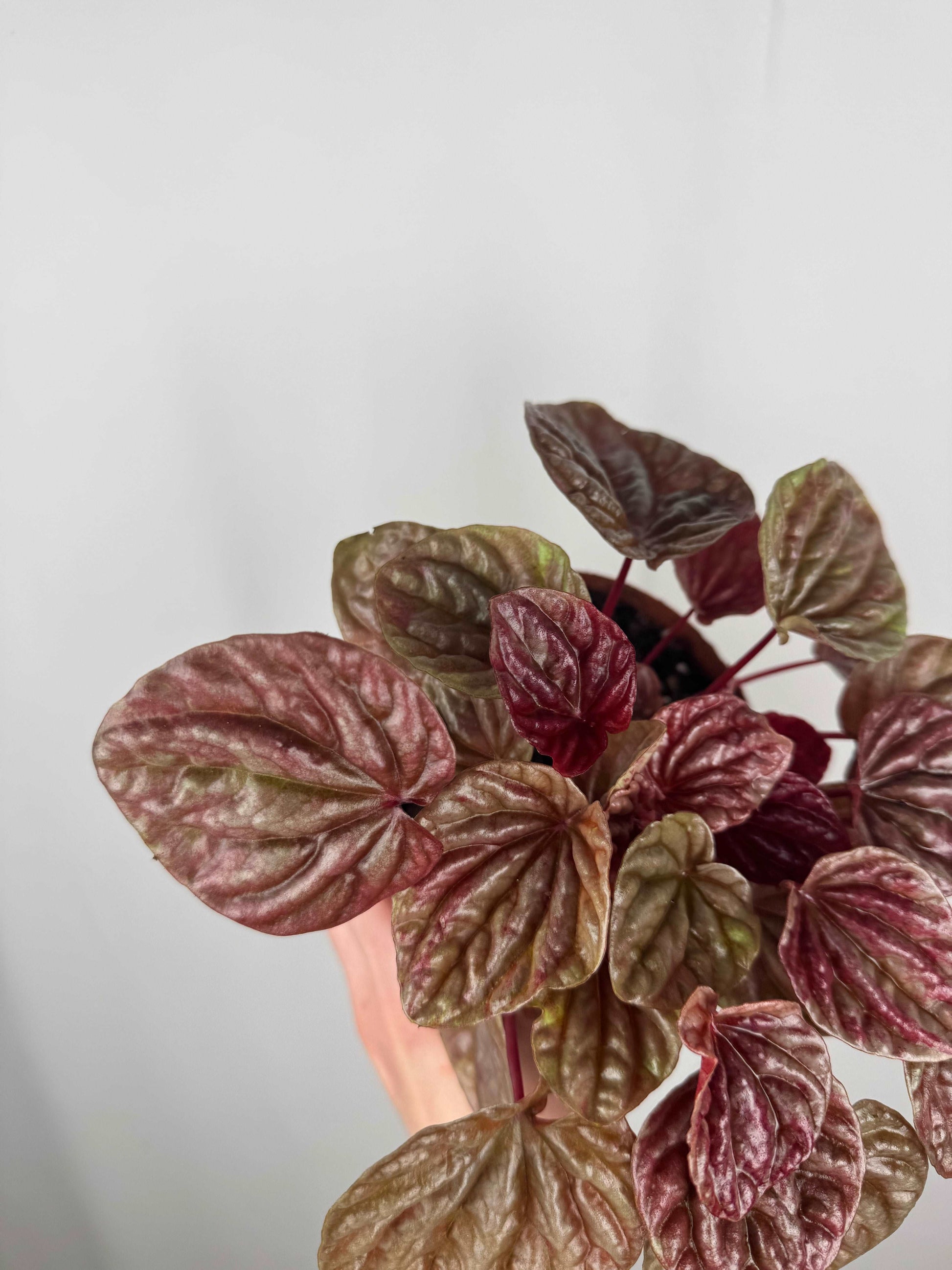 Peperomia Caperata “Quito”