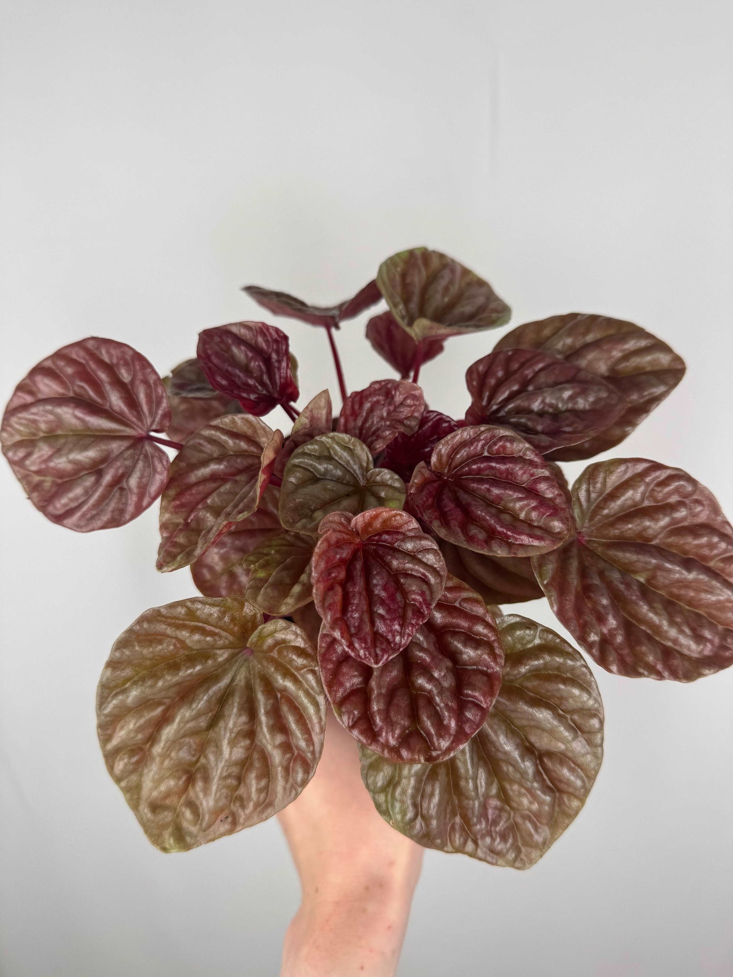 Peperomia Caperata “Quito”