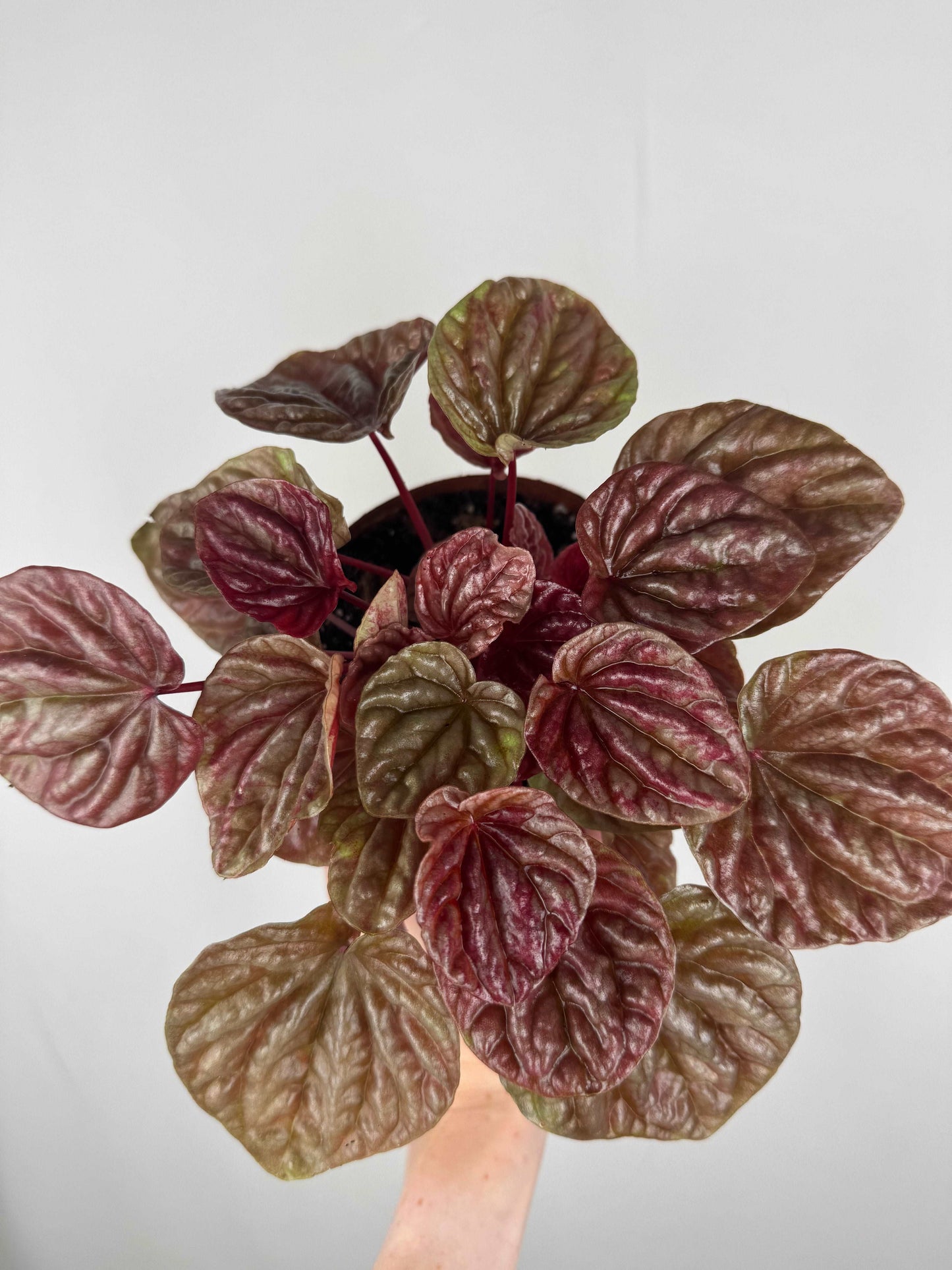 Peperomia Caperata “Quito”