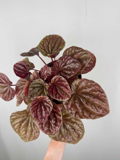 Peperomia Caperata “Quito”