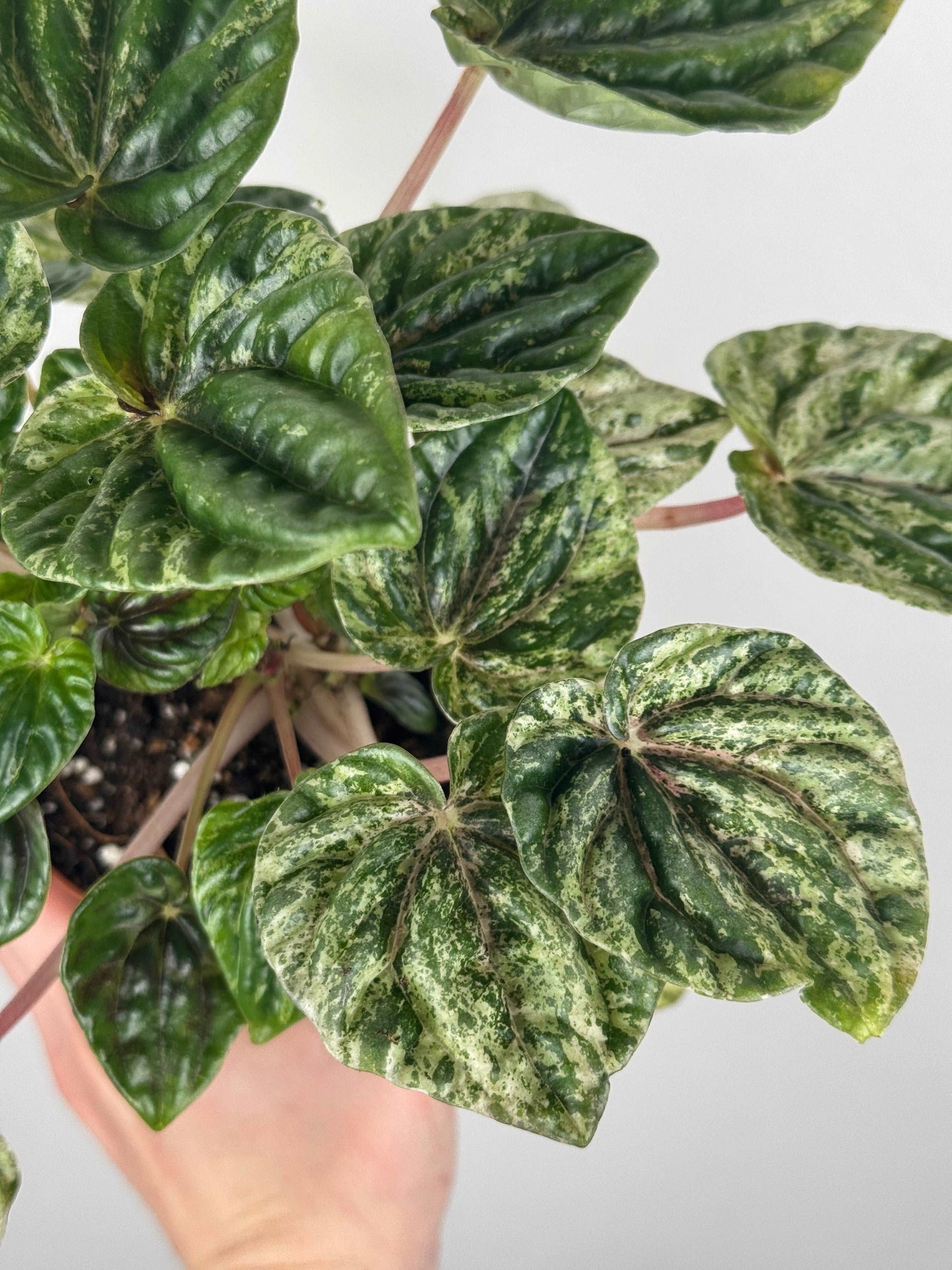 Peperomia Caperata “Buenos Aires”