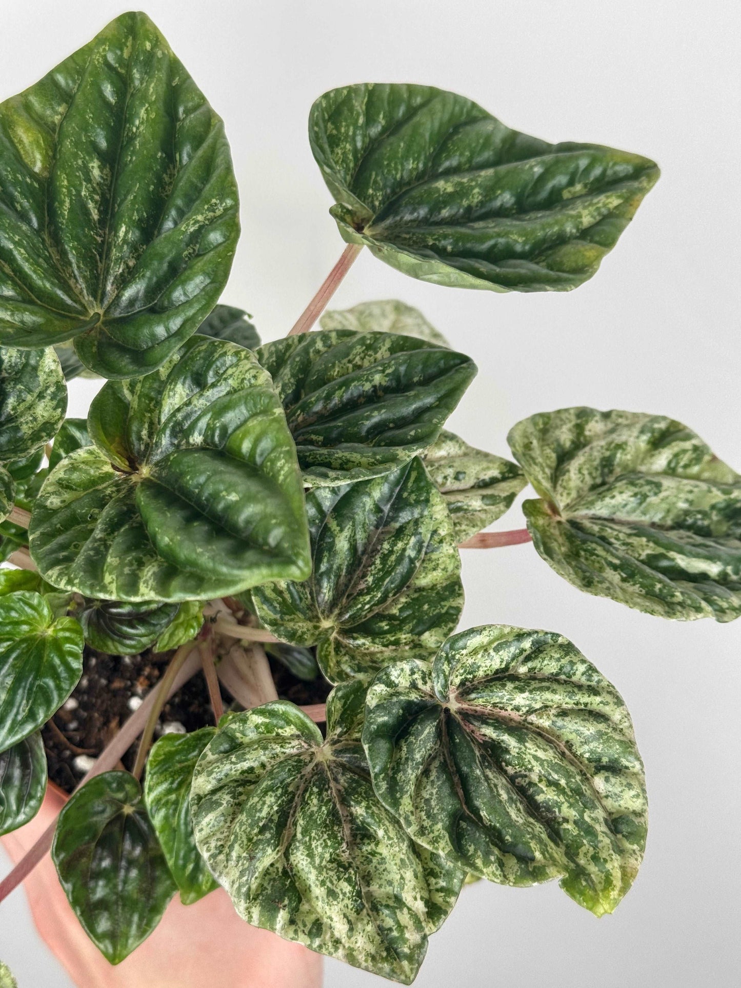 Peperomia Caperata “Buenos Aires”