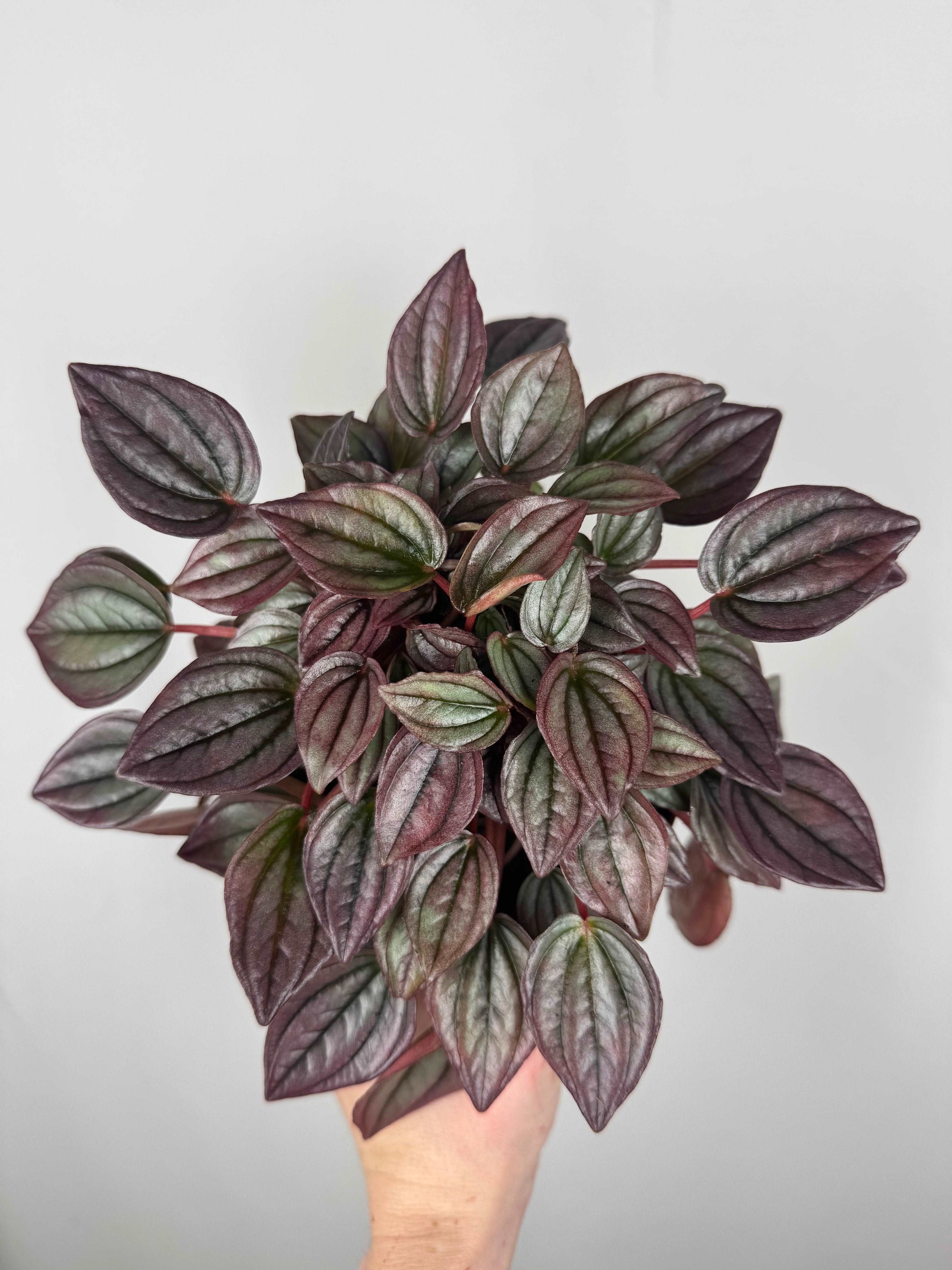 Peperomia Caperata “Cayenne”