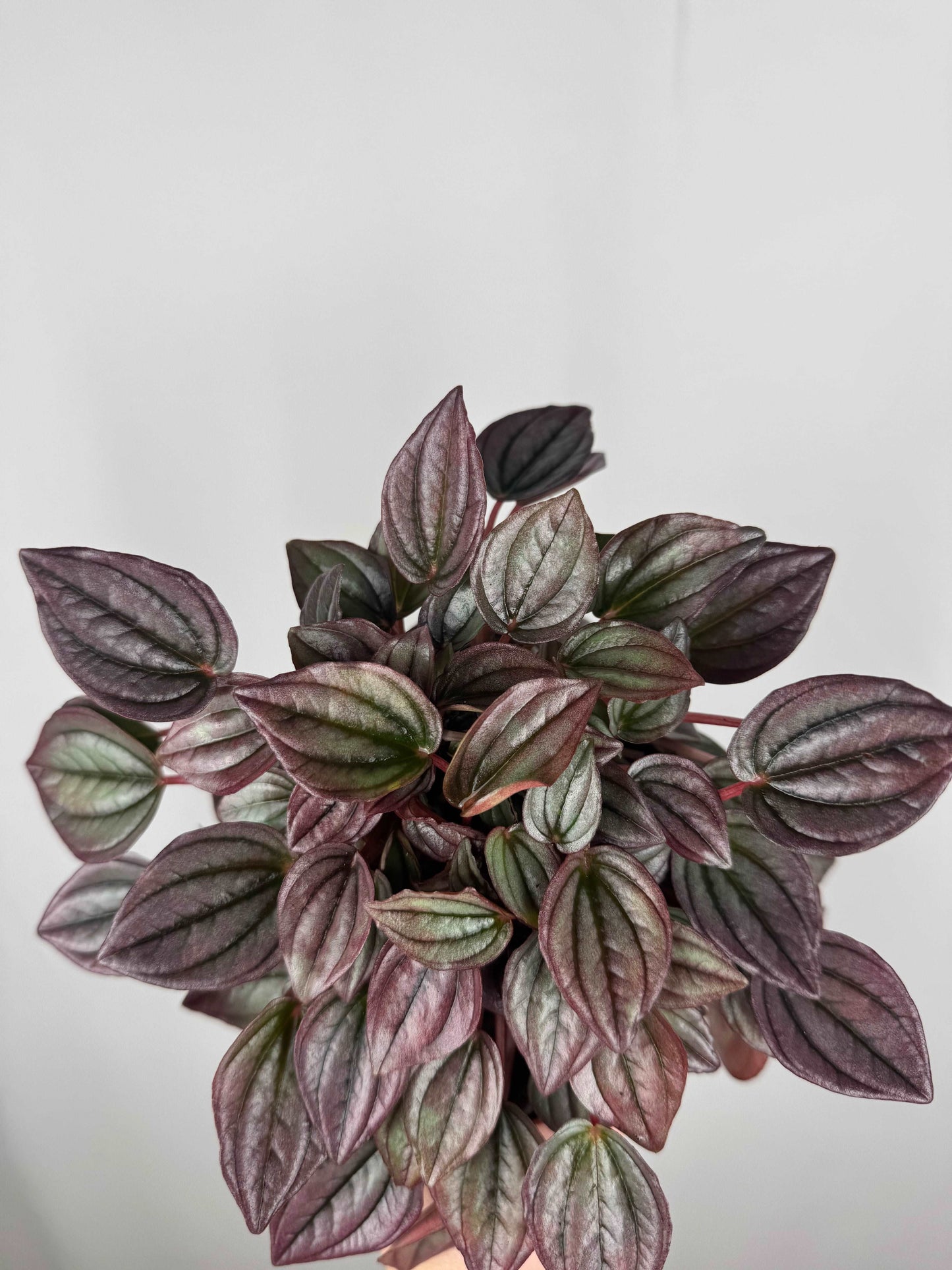 Peperomia Caperata “Cayenne”