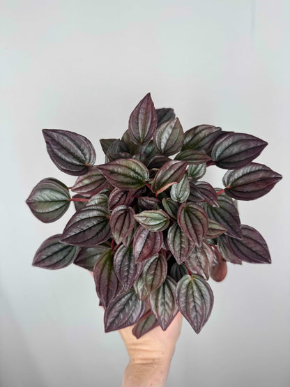 Peperomia Caperata “Cayenne”