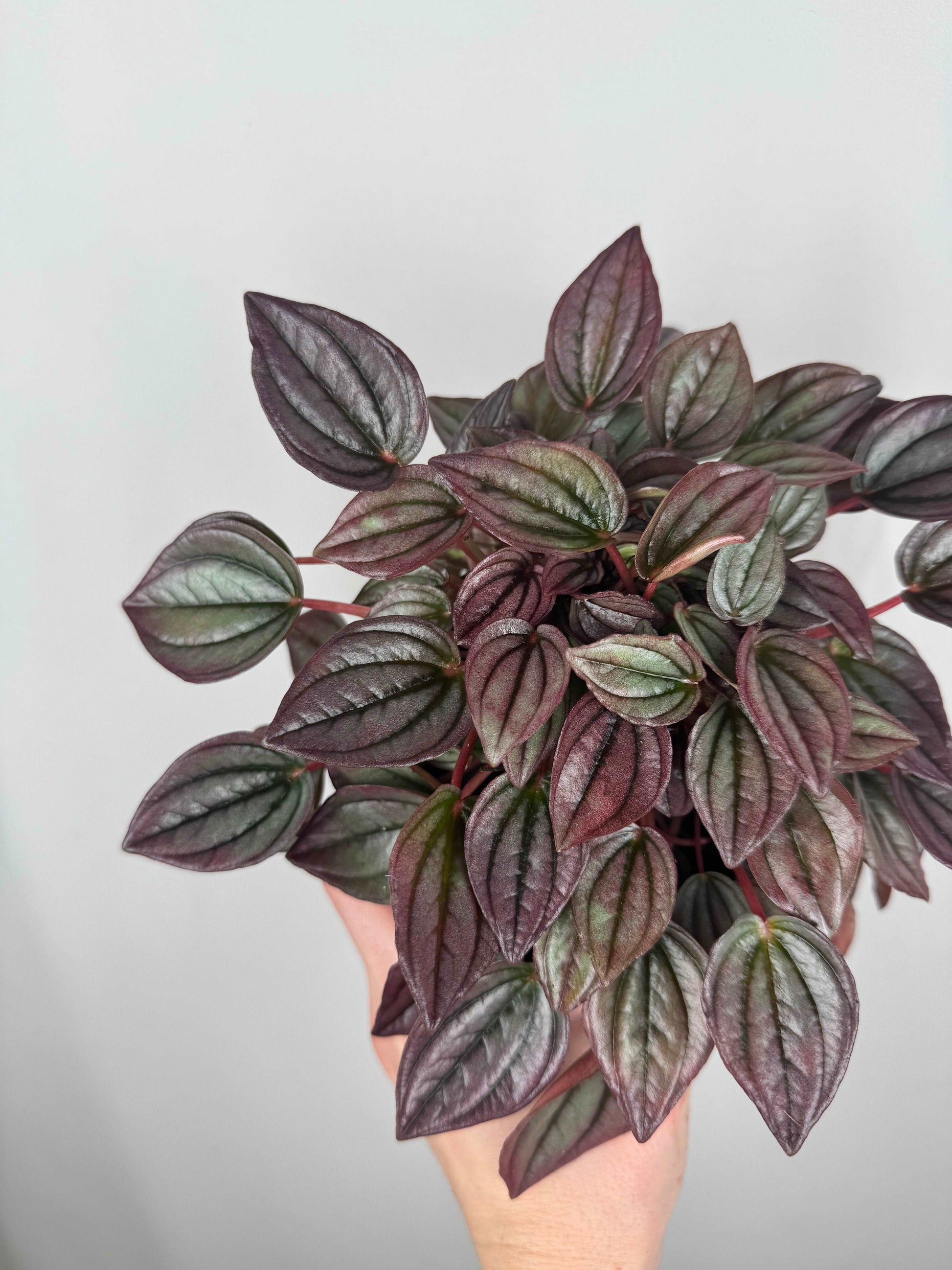 Peperomia Caperata “Cayenne”