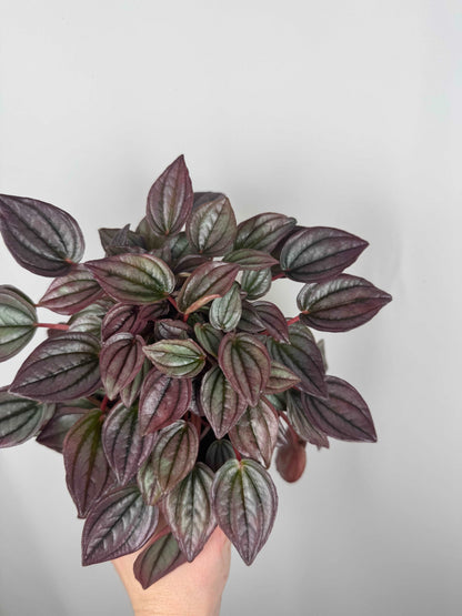 Peperomia Caperata “Cayenne”