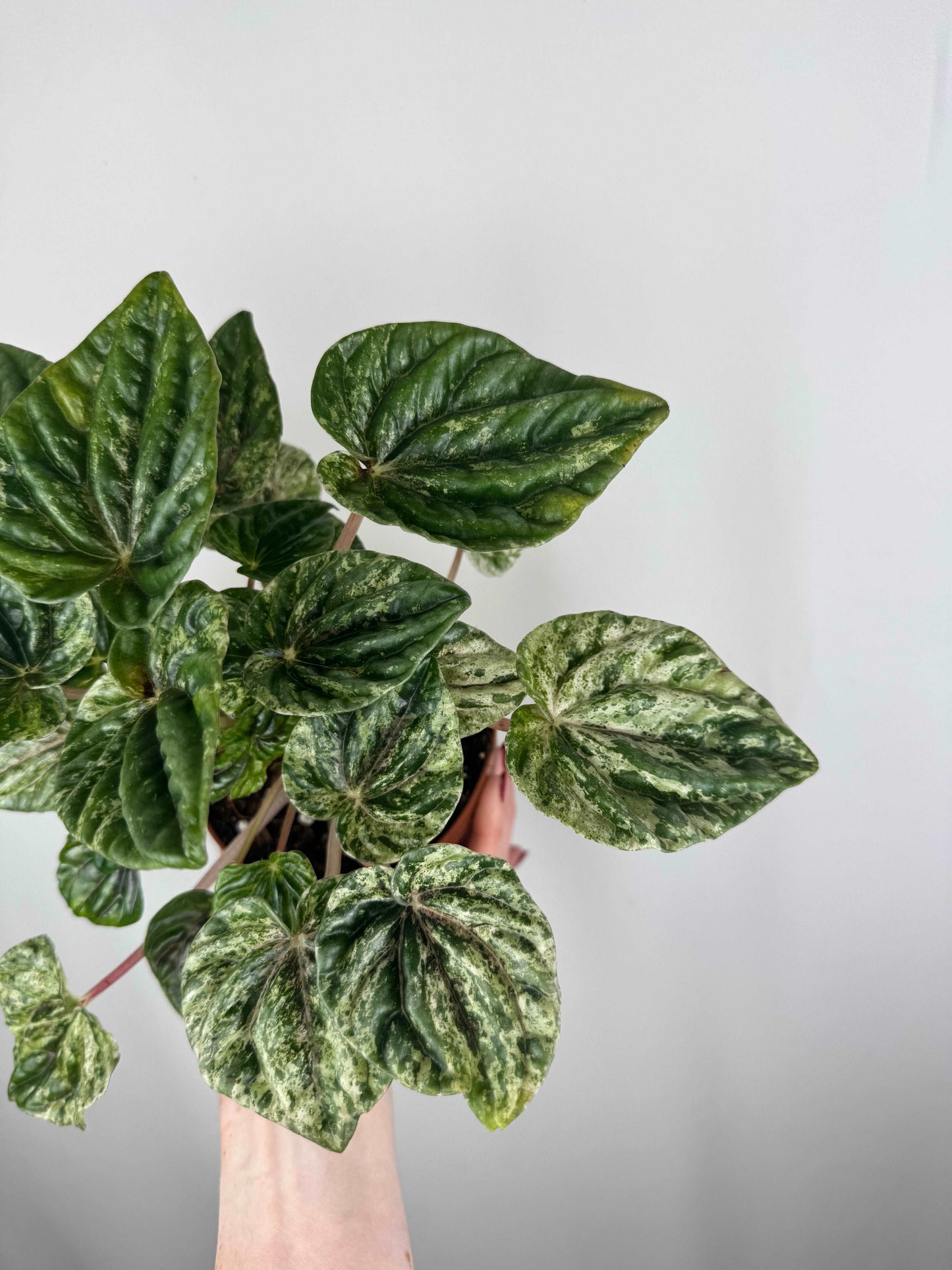 Peperomia Caperata “Buenos Aires”