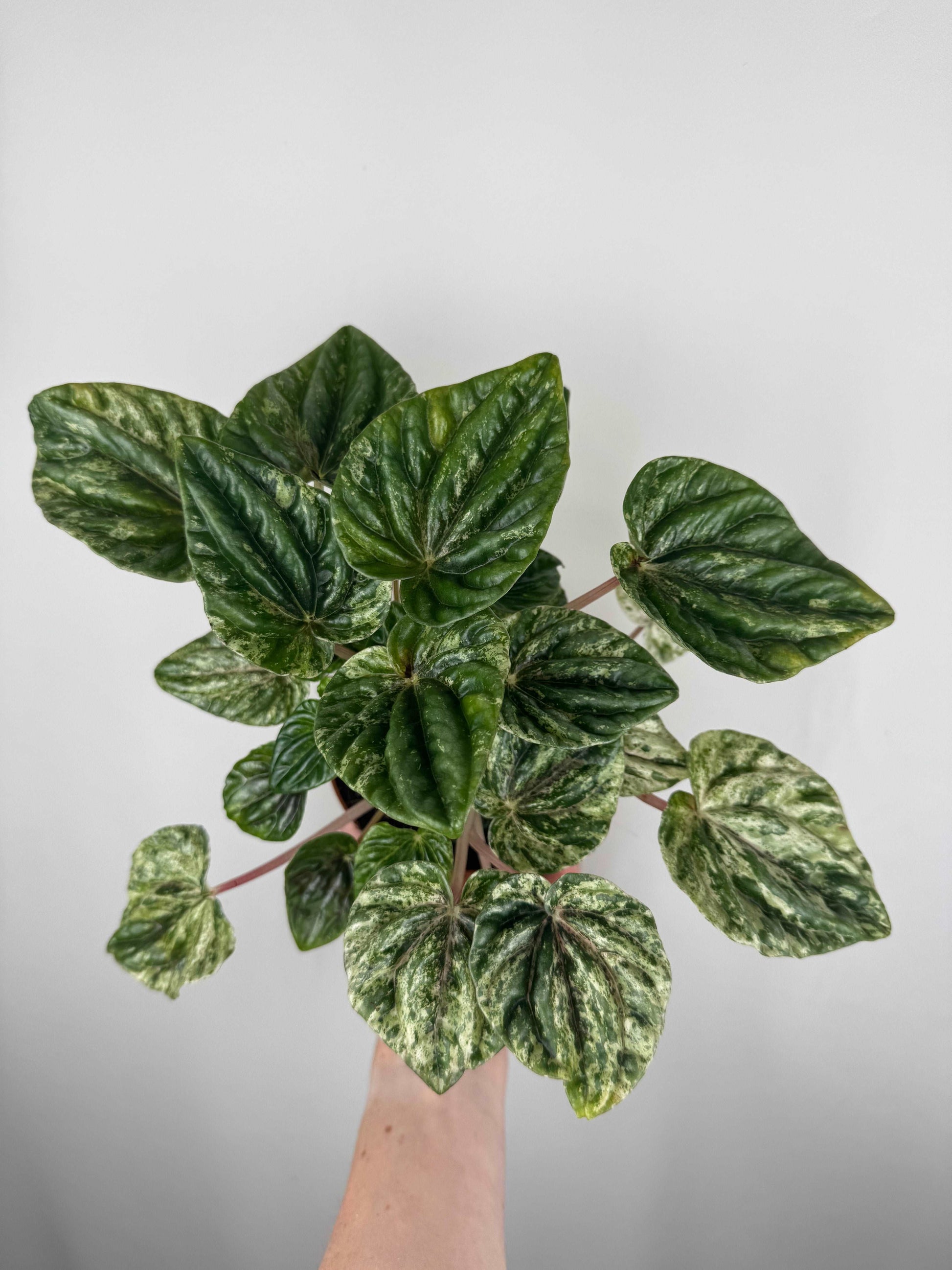 Peperomia Caperata “Buenos Aires”