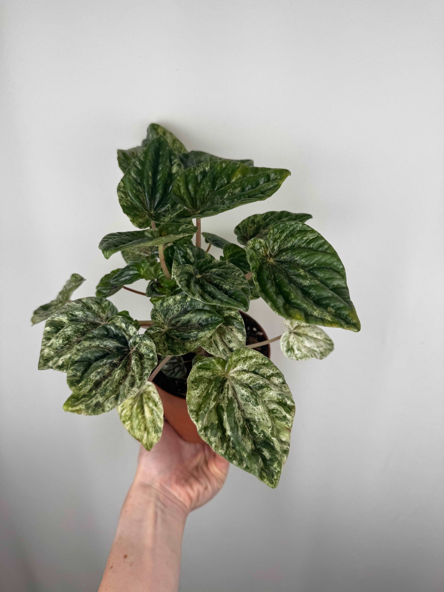 Peperomia Caperata “Buenos Aires”