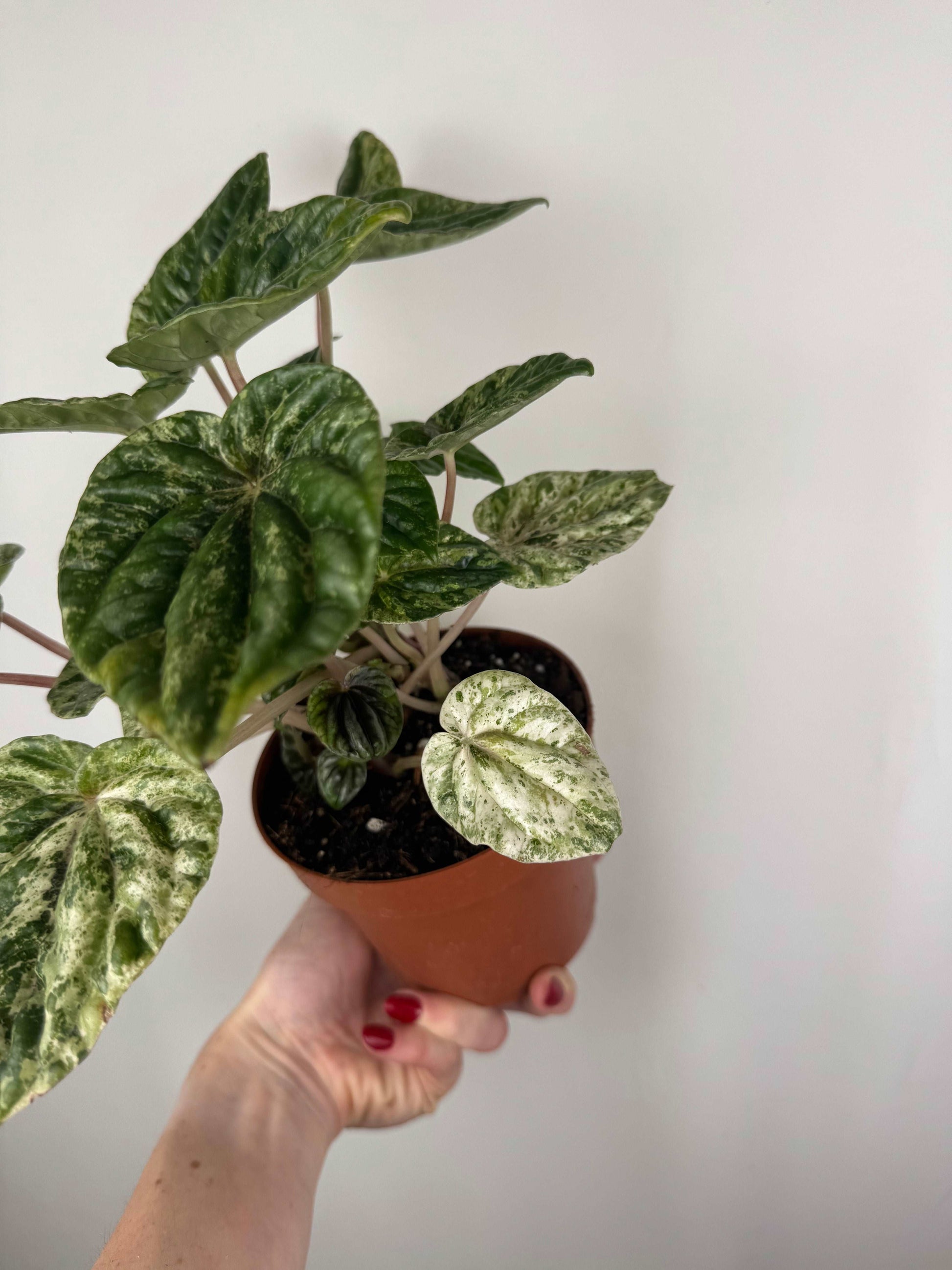 Peperomia Caperata “Buenos Aires”