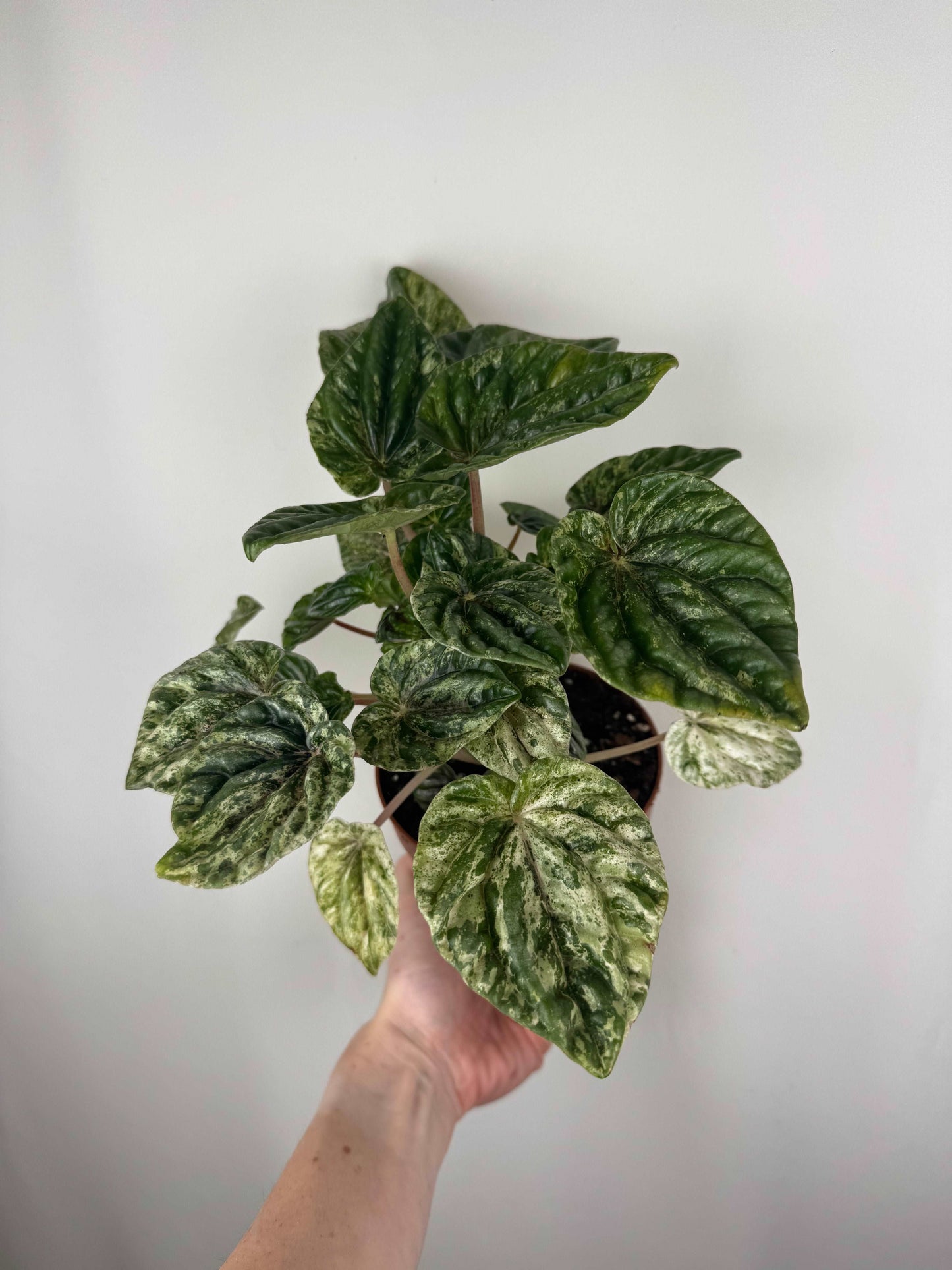 Peperomia Caperata “Buenos Aires”