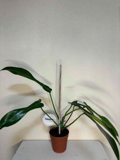 Philodendron Joepii