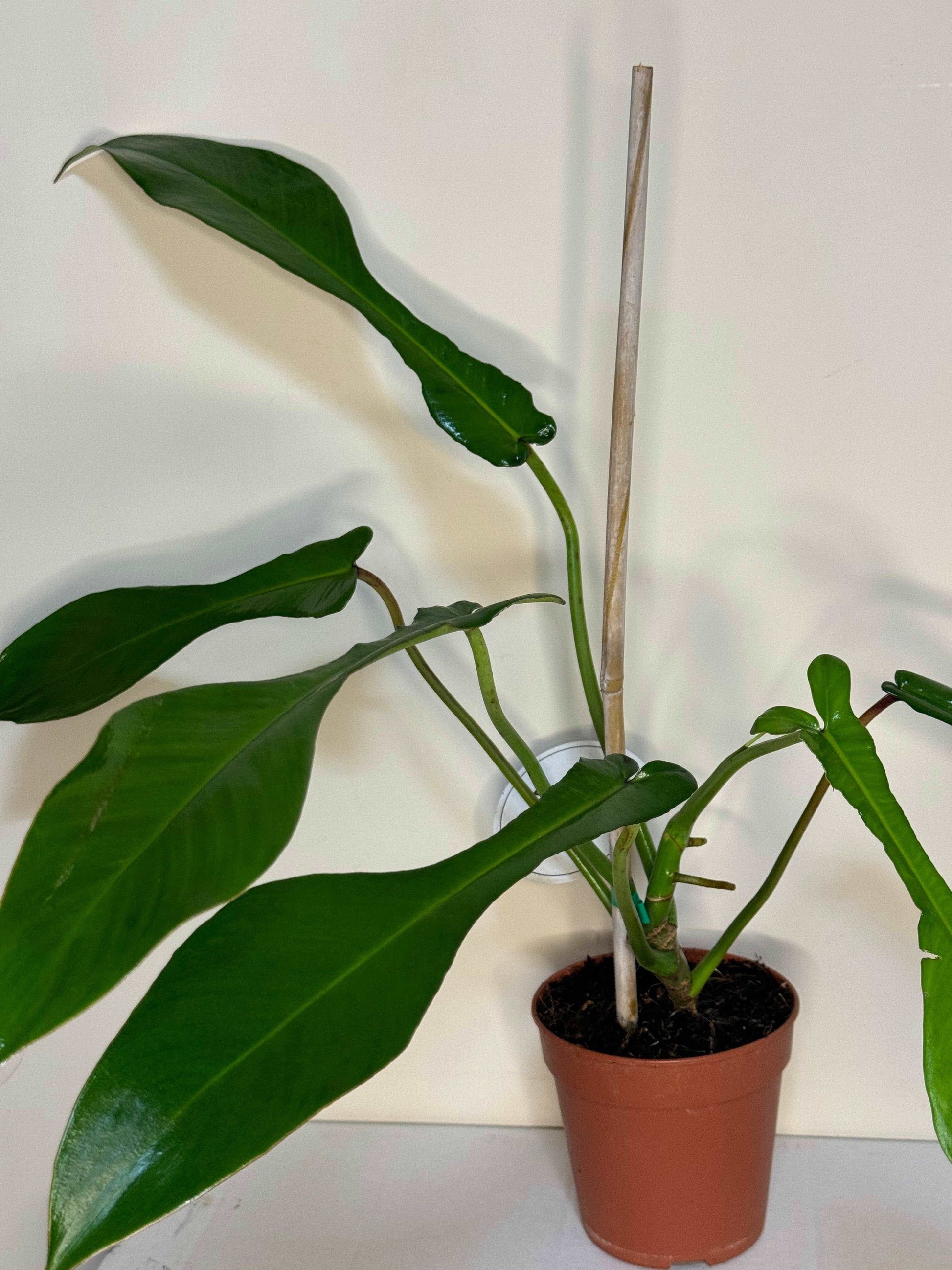 Philodendron Joepii