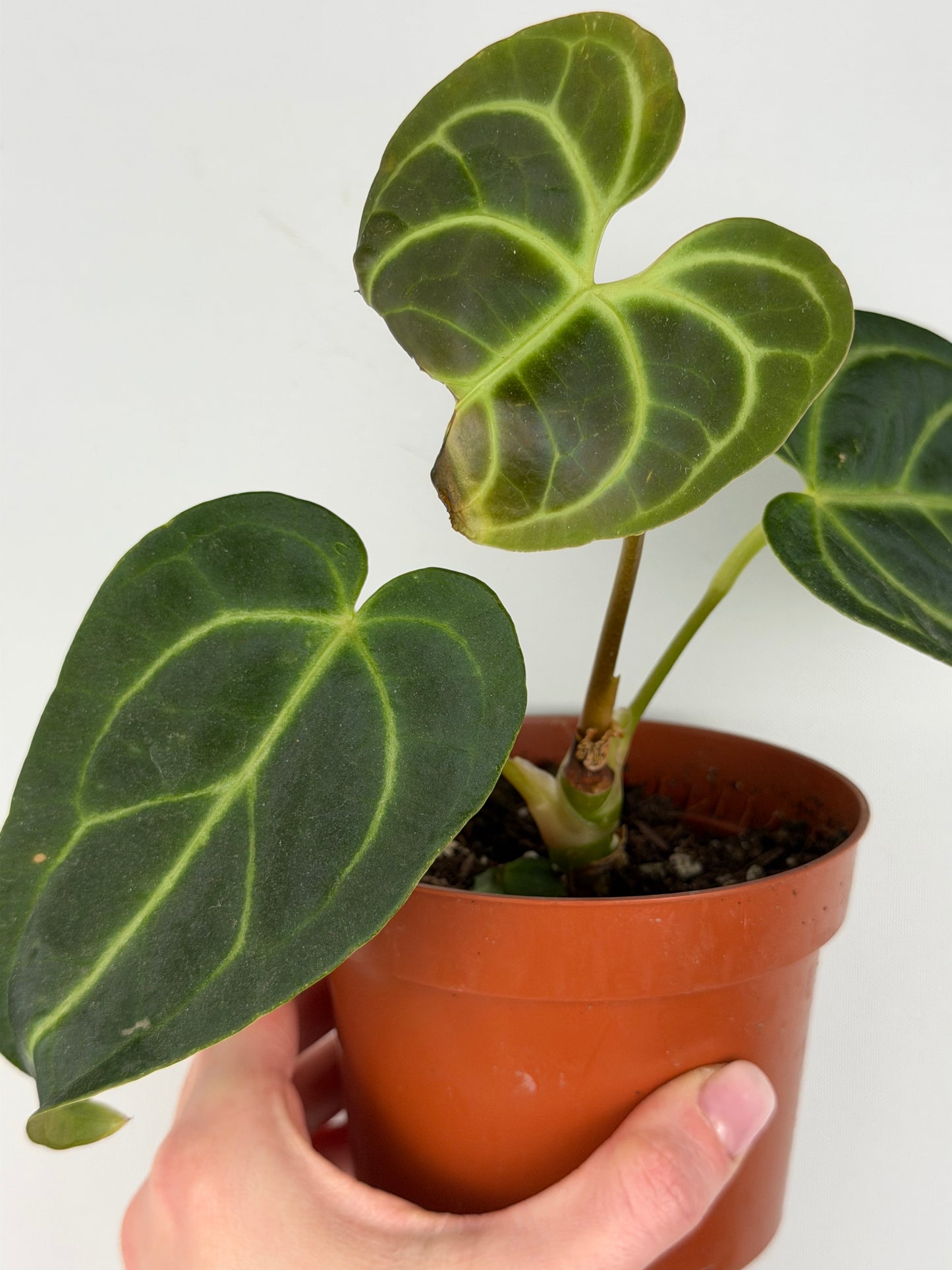 Anthurium Regale | Mattia Anthurium Tropical Corner