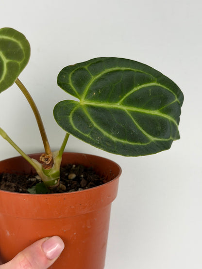Anthurium Regale | Mattia Anthurium Tropical Corner
