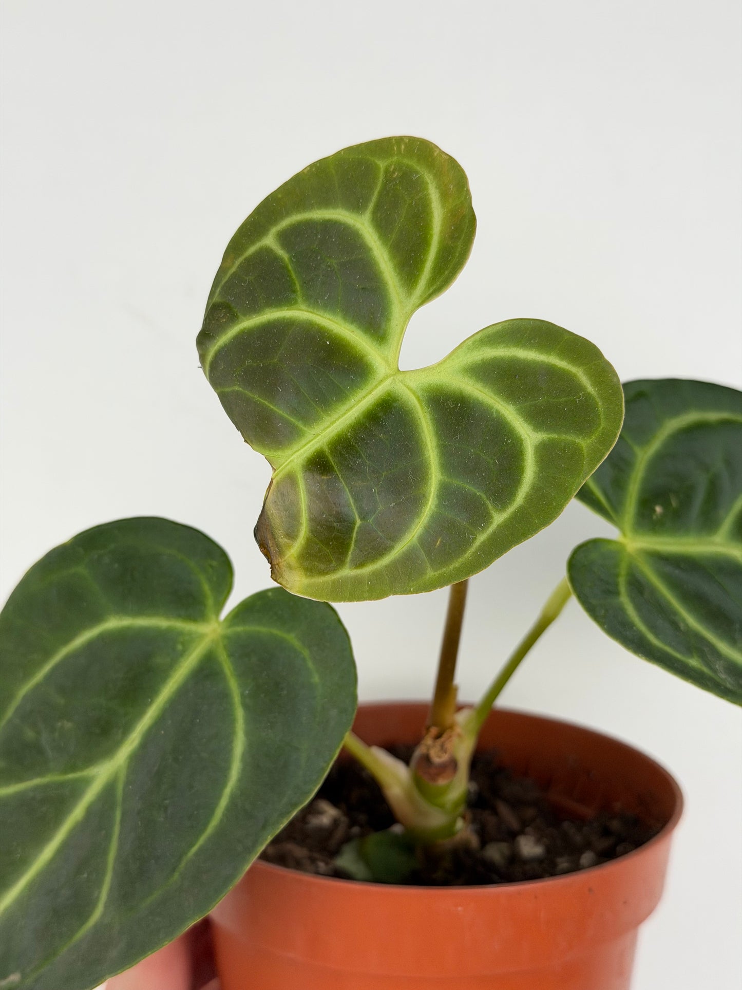 Anthurium Regale | Mattia Anthurium Tropical Corner
