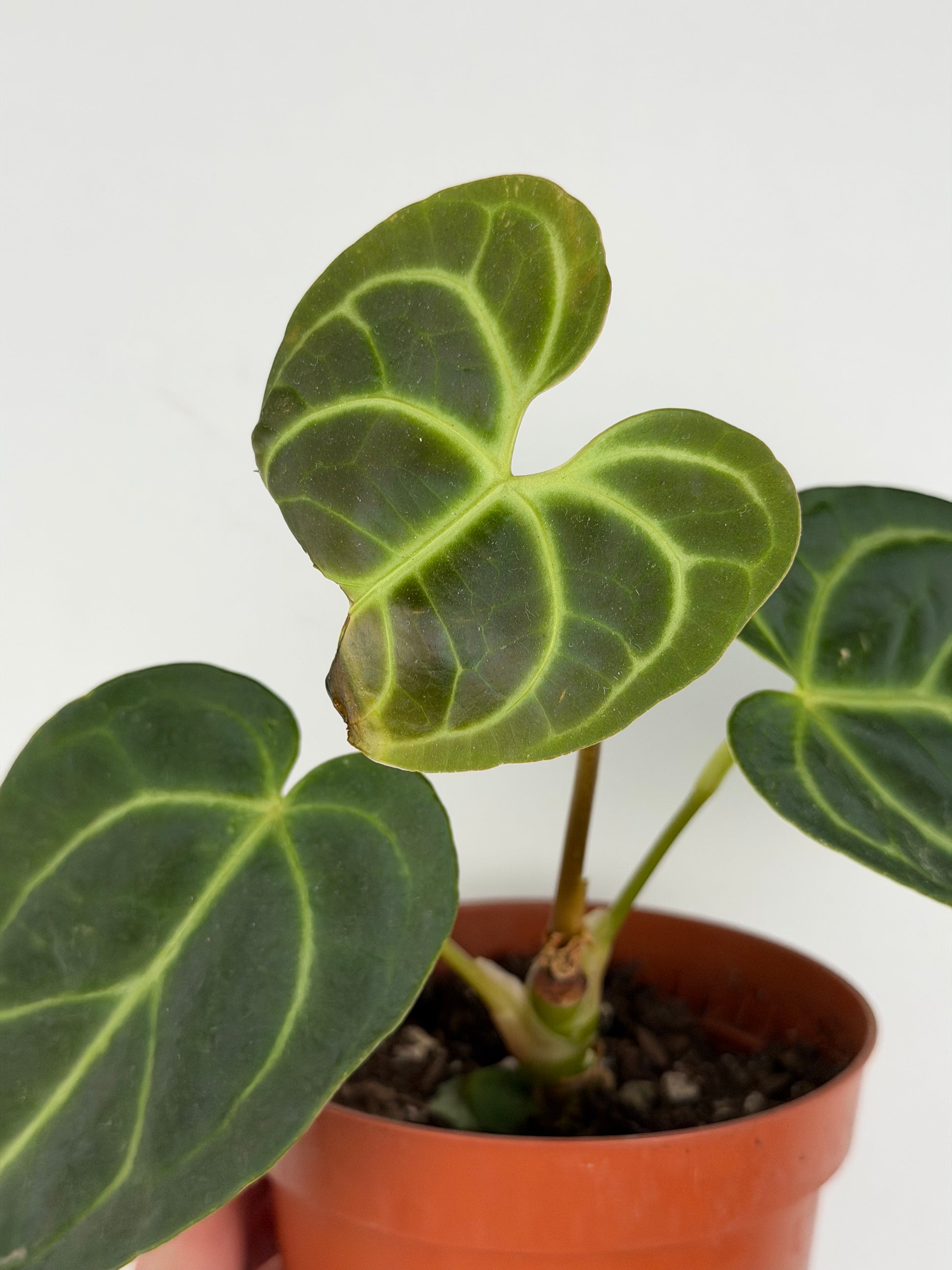 Anthurium Regale | Mattia Anthurium Tropical Corner