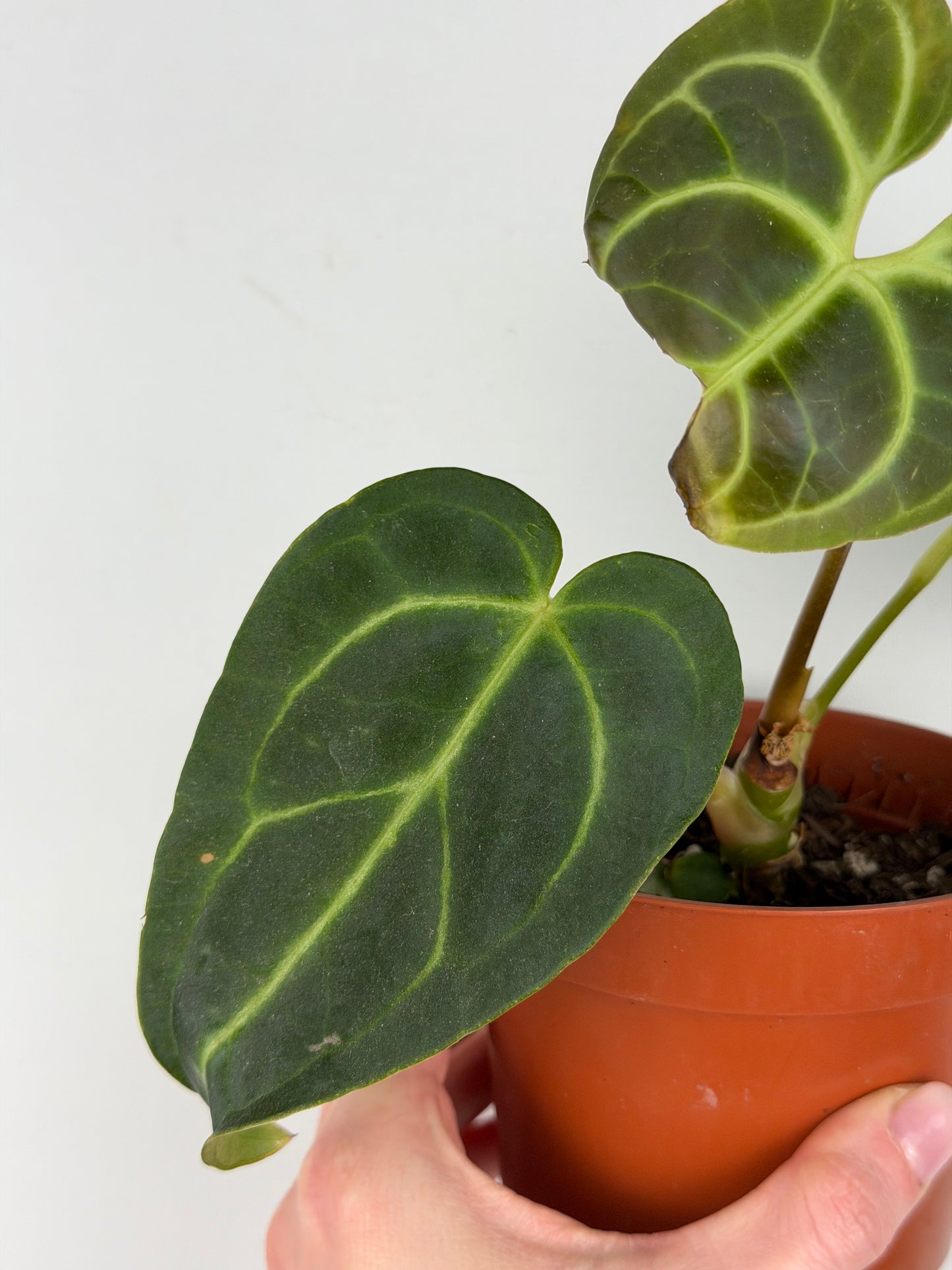 Anthurium Regale | Mattia Anthurium Tropical Corner