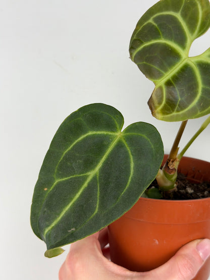 Anthurium Regale | Mattia Anthurium Tropical Corner