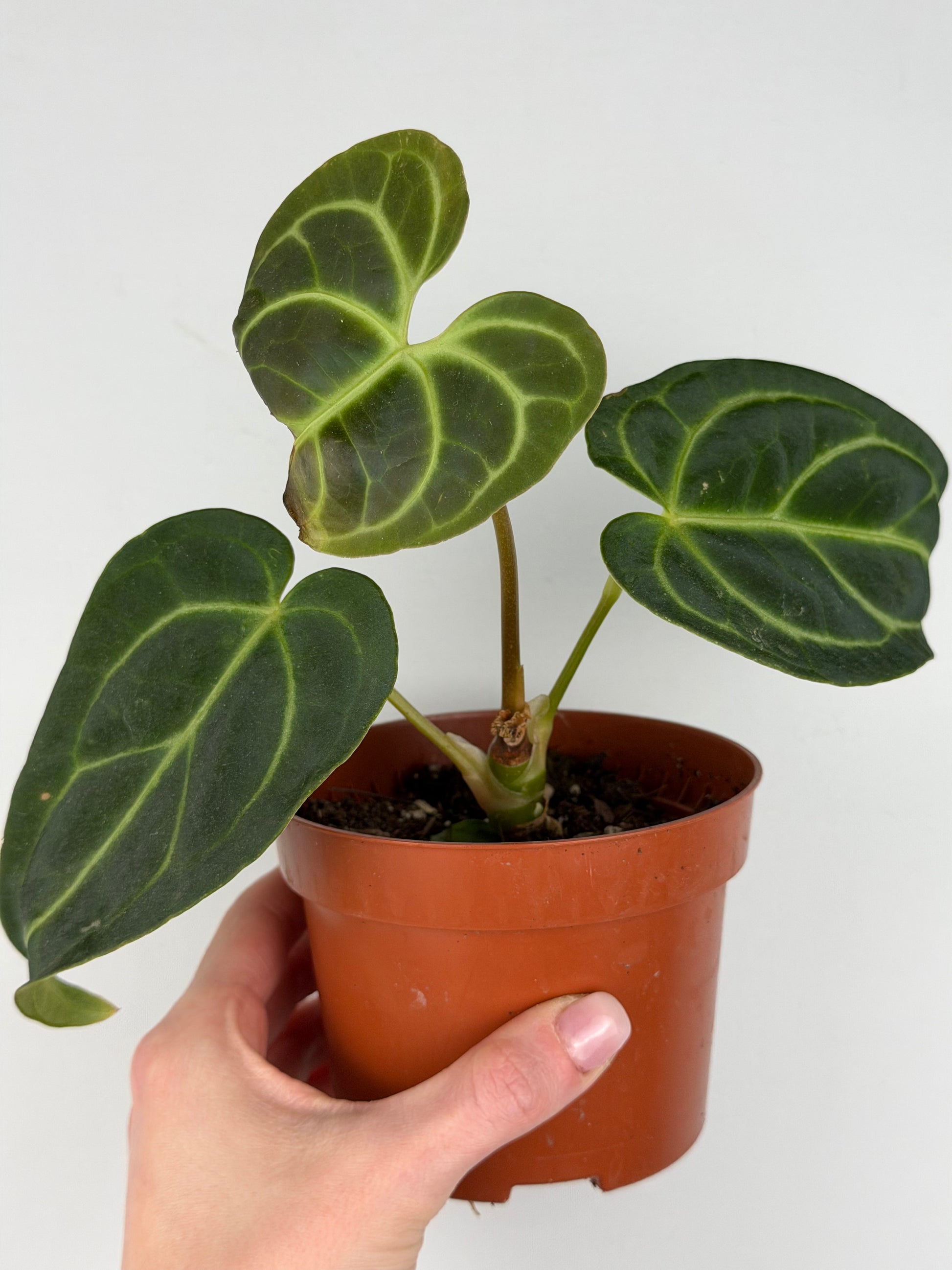 Anthurium Regale | Mattia Anthurium Tropical Corner
