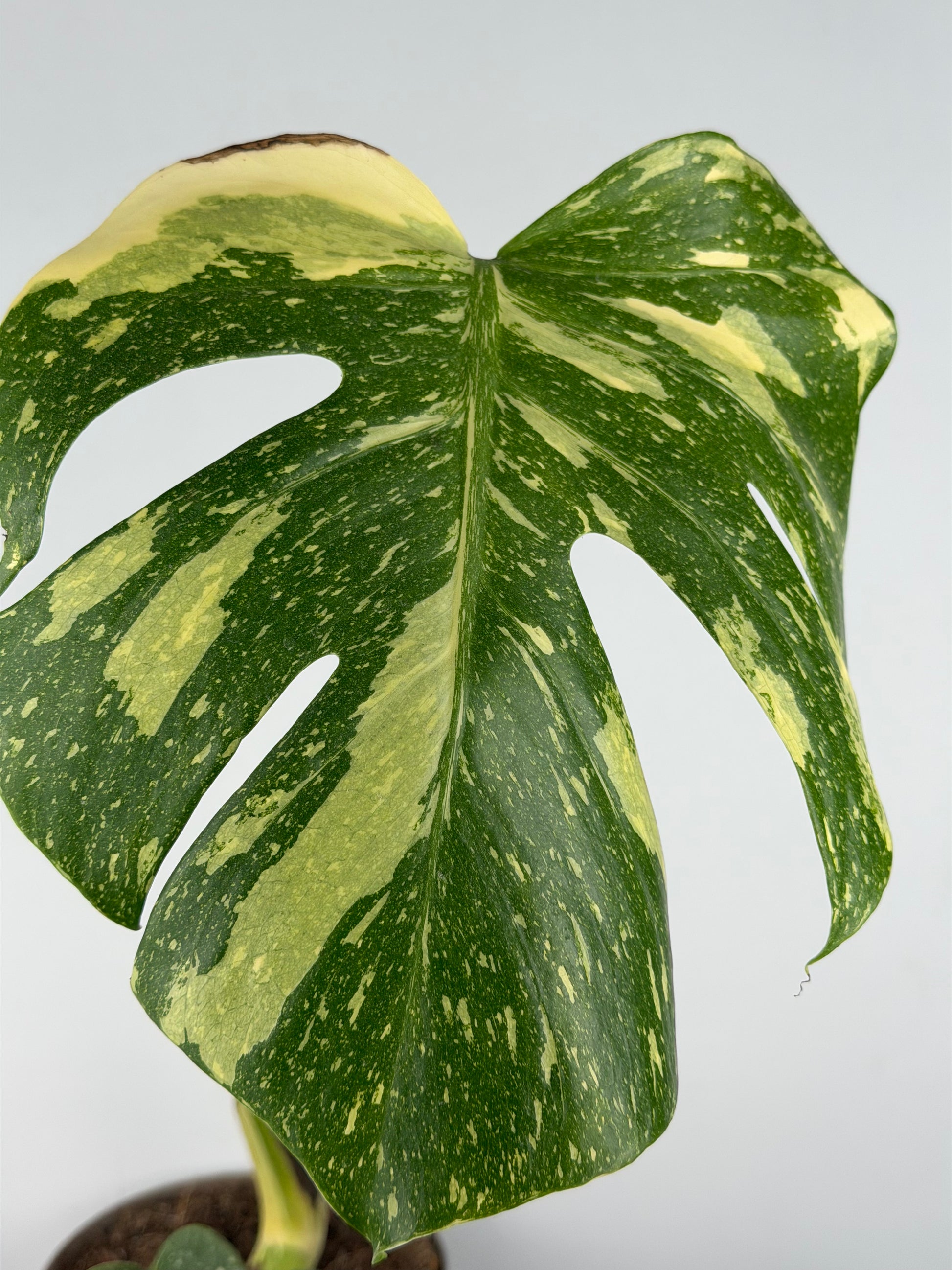 Monstera Thai Constellation | Gina Tropical Corner