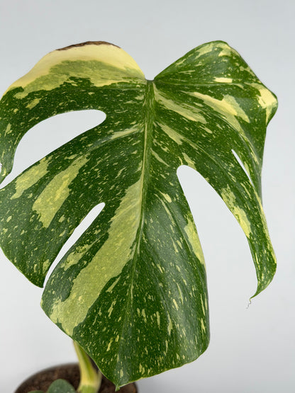 Monstera Thai Constellation | Gina Tropical Corner