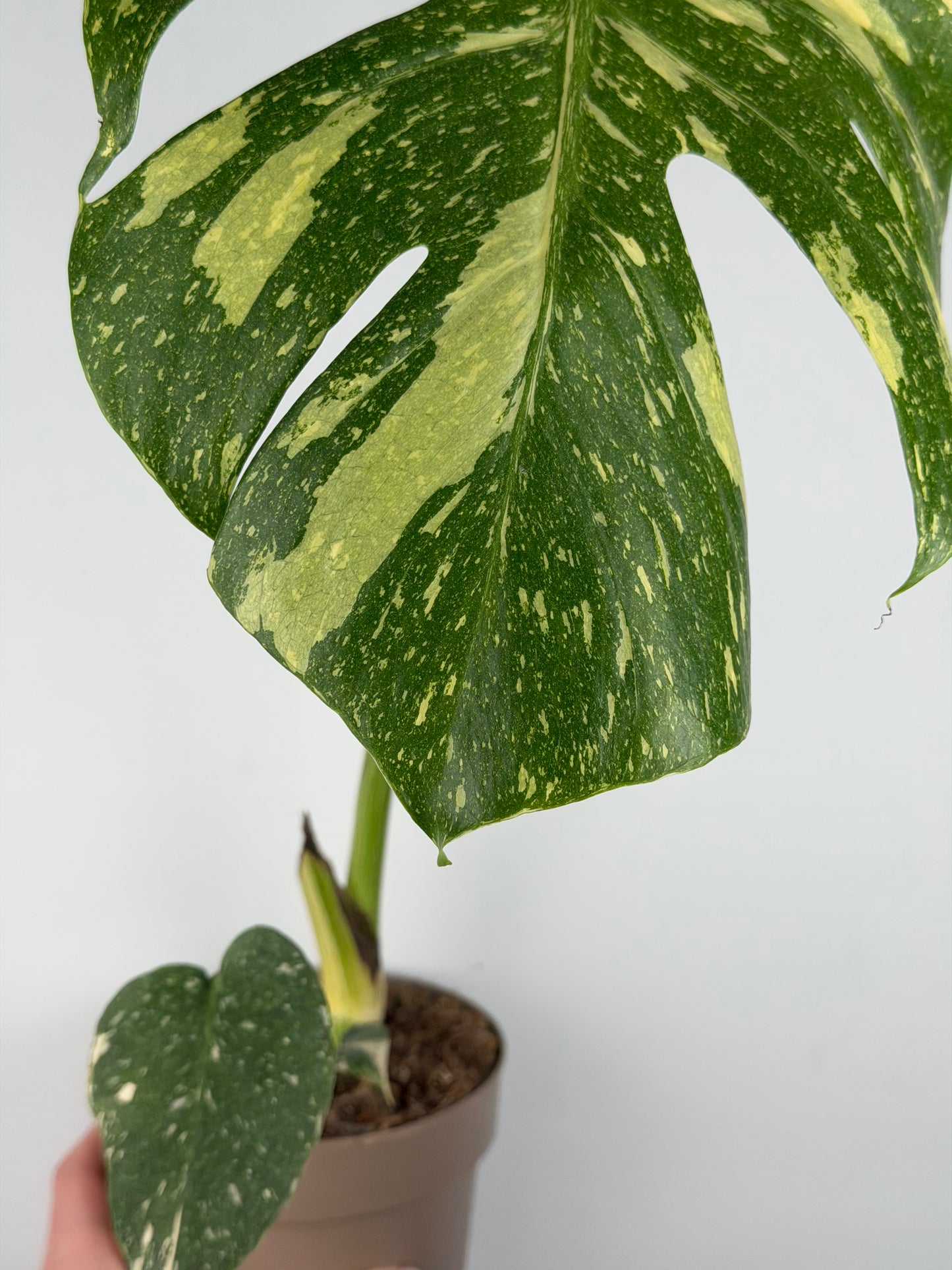 Monstera Thai Constellation | Gina Tropical Corner