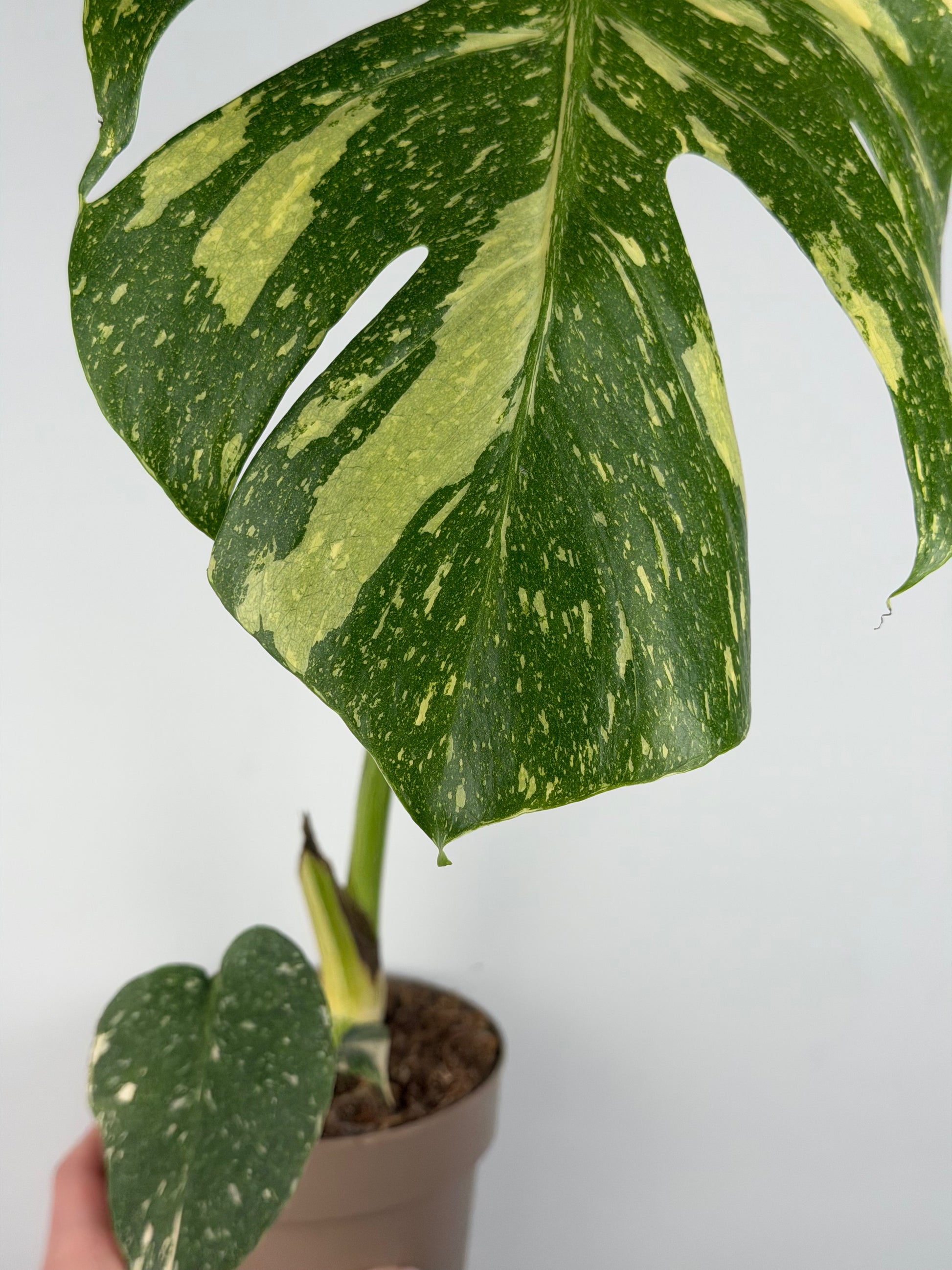 Monstera Thai Constellation | Gina Tropical Corner