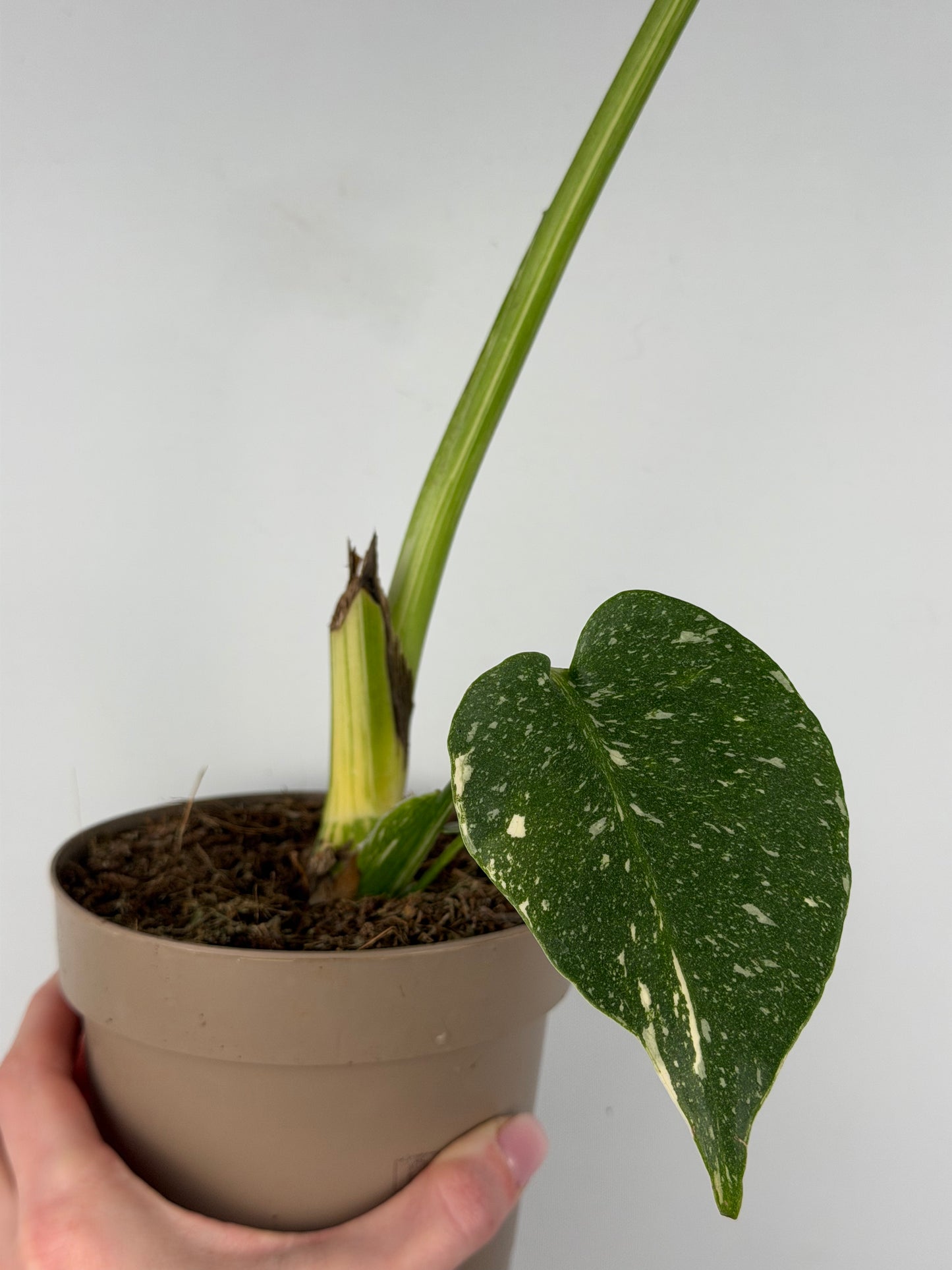 Monstera Thai Constellation | Gina Tropical Corner