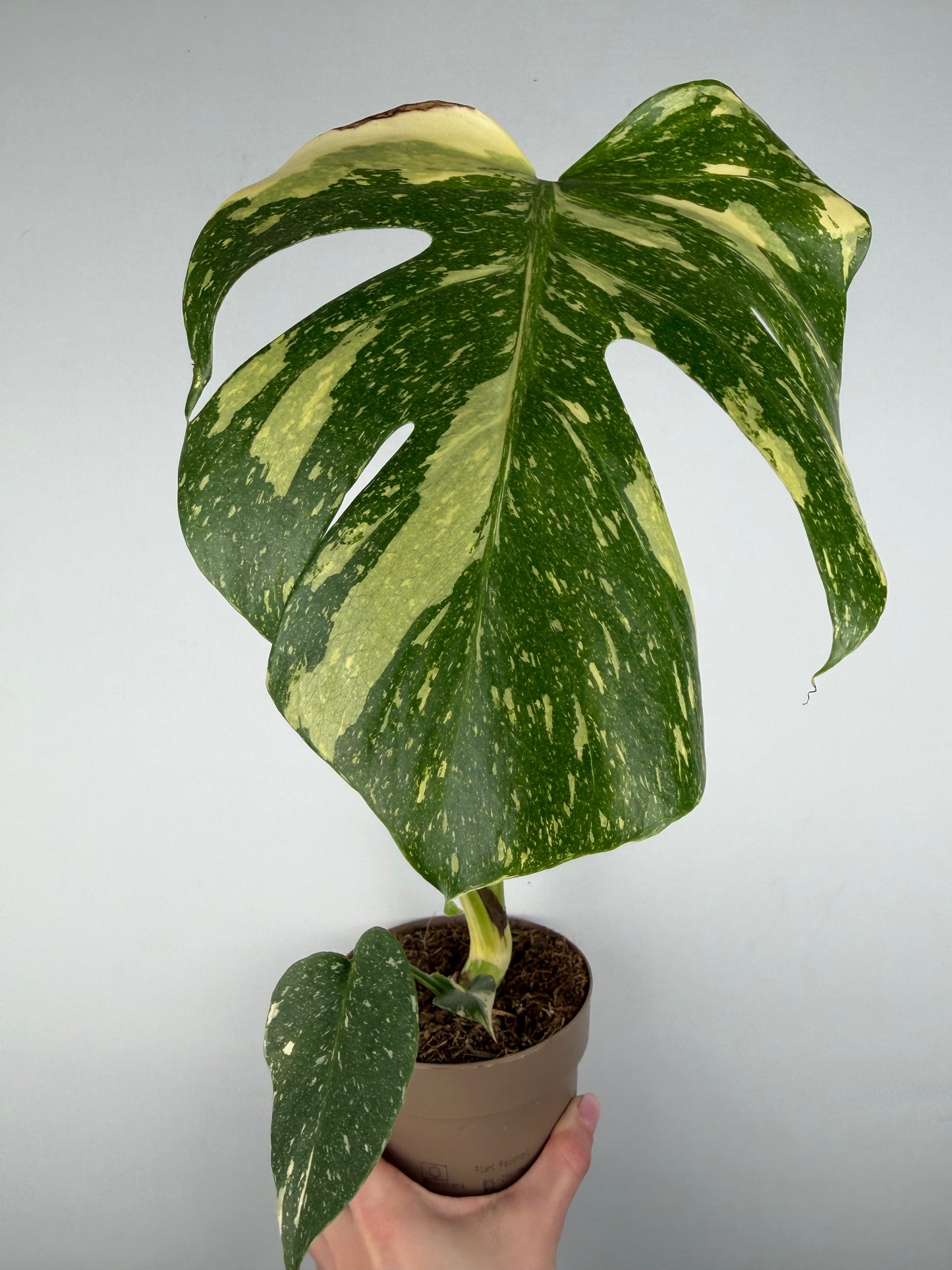 Monstera Thai Constellation | Gina Tropical Corner