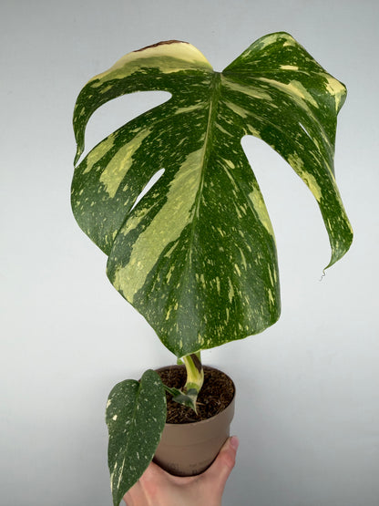 Monstera Thai Constellation | Gina Tropical Corner