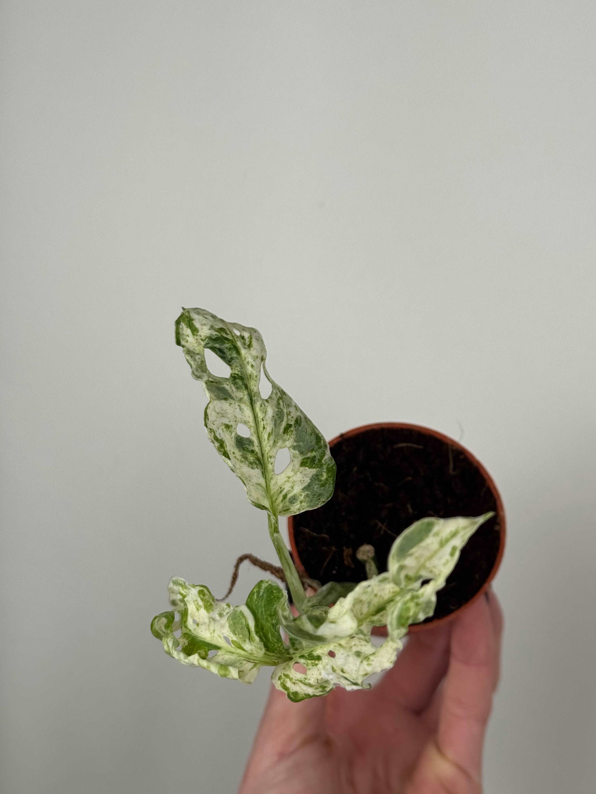 Monstera "Frozen Freckles"