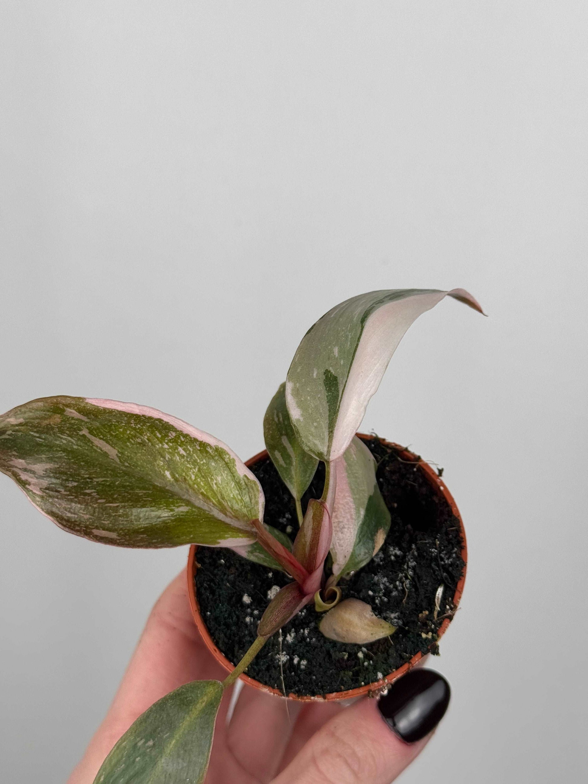 Philodendron Pink Princess