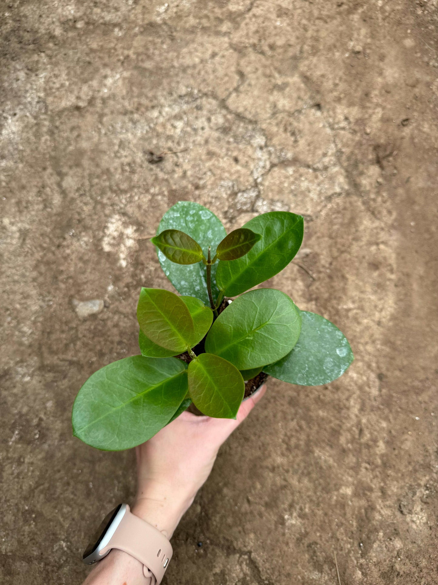 Hoya Australis