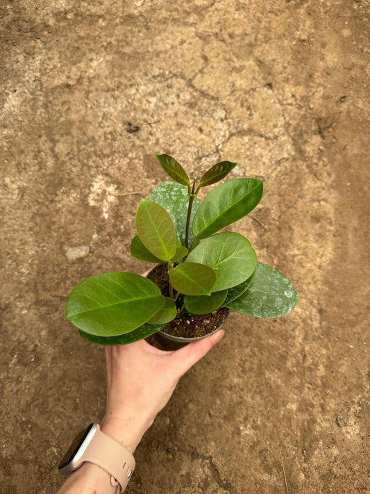 Hoya Australis