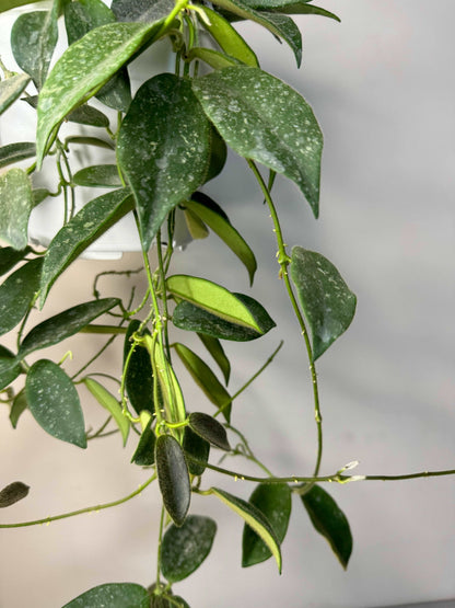 Hoya Thomsonii